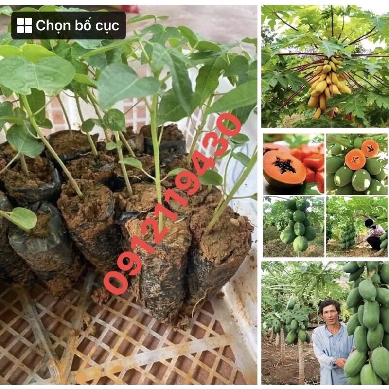 Cây giống đu đủ ruột đỏ siêu quả