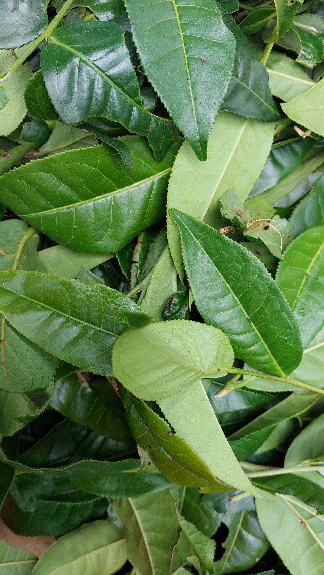 lá chè tươi lâm đồng 500g