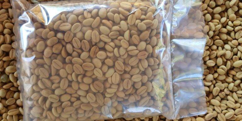 1kg hạt giống cà phê XANH LÙN (hạt tuyển bảo hành)