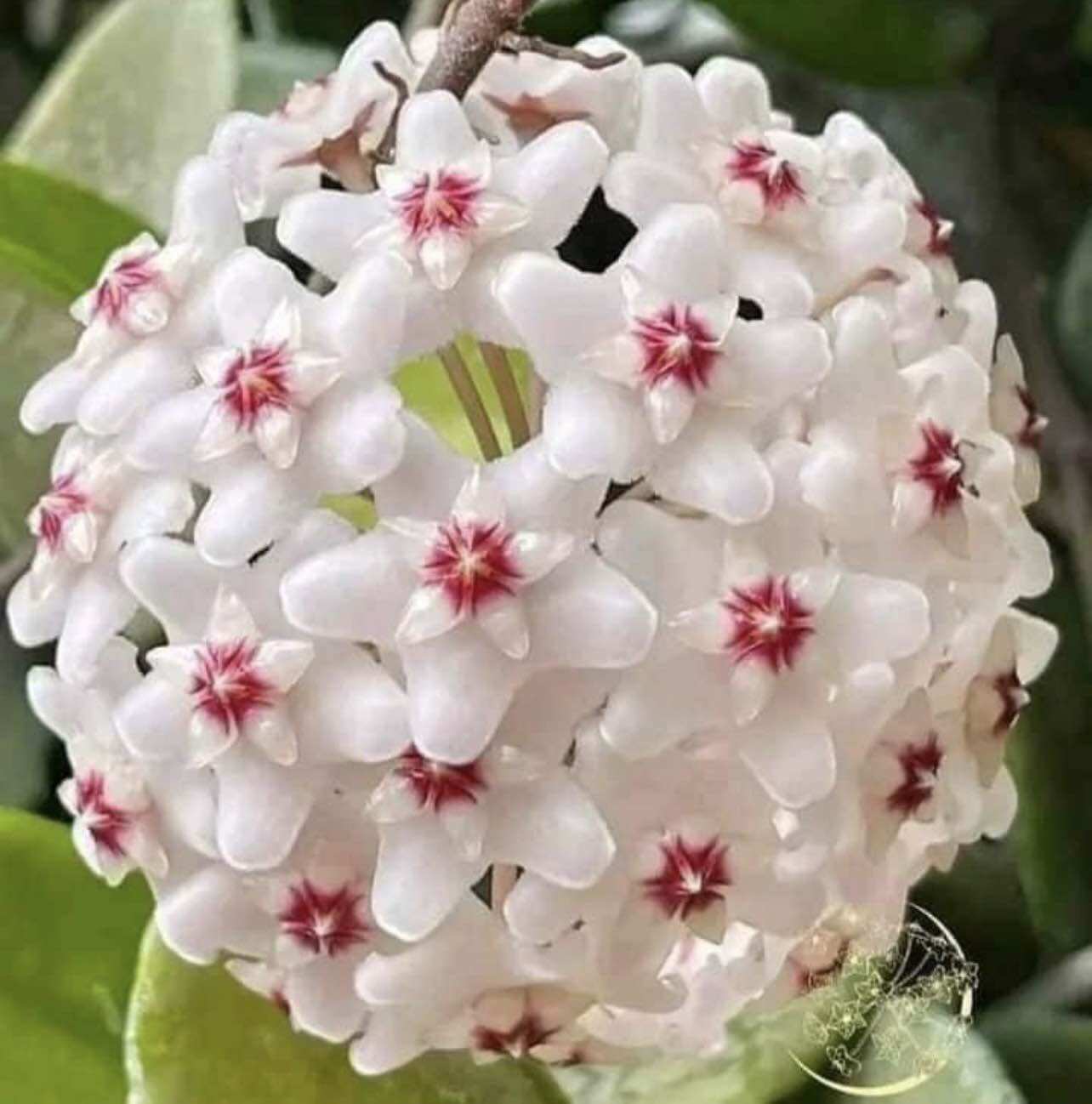 Hoa Cẩm cù hoya carnosa white hoa thơm, siêng hoa