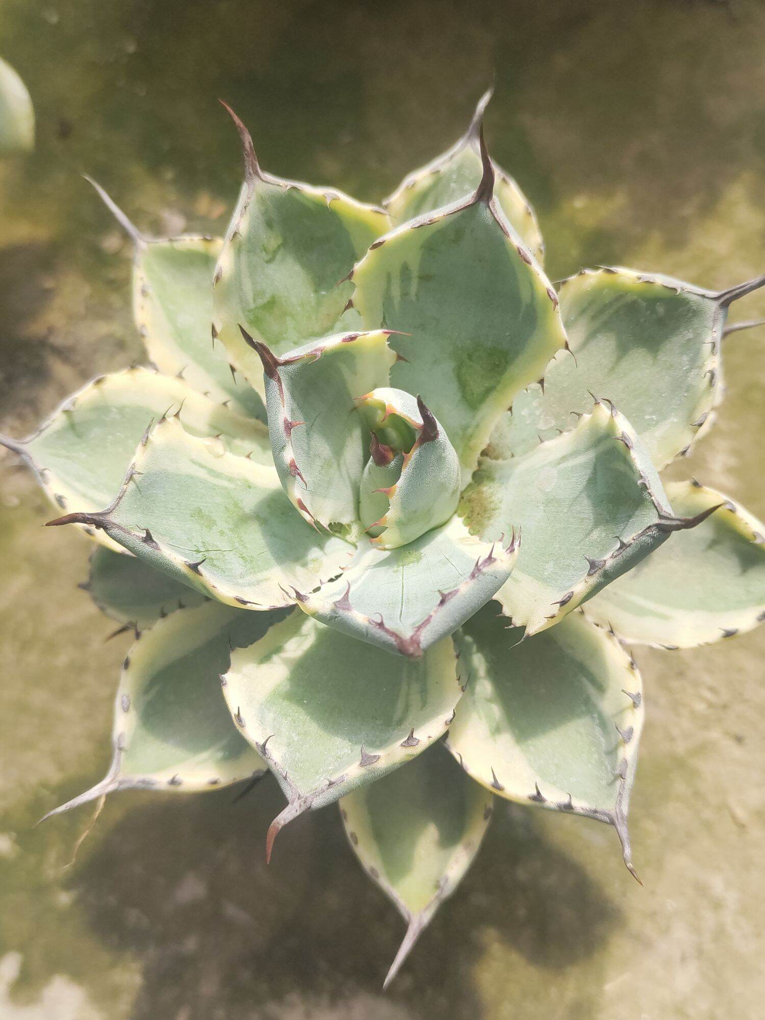 Dứa cảnh Agave lem vàng