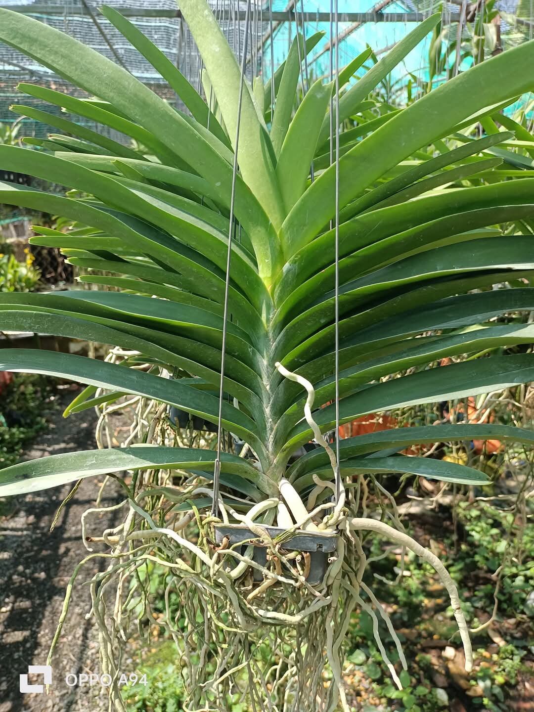 Vanda tím blue trưởng thành sắp hoa