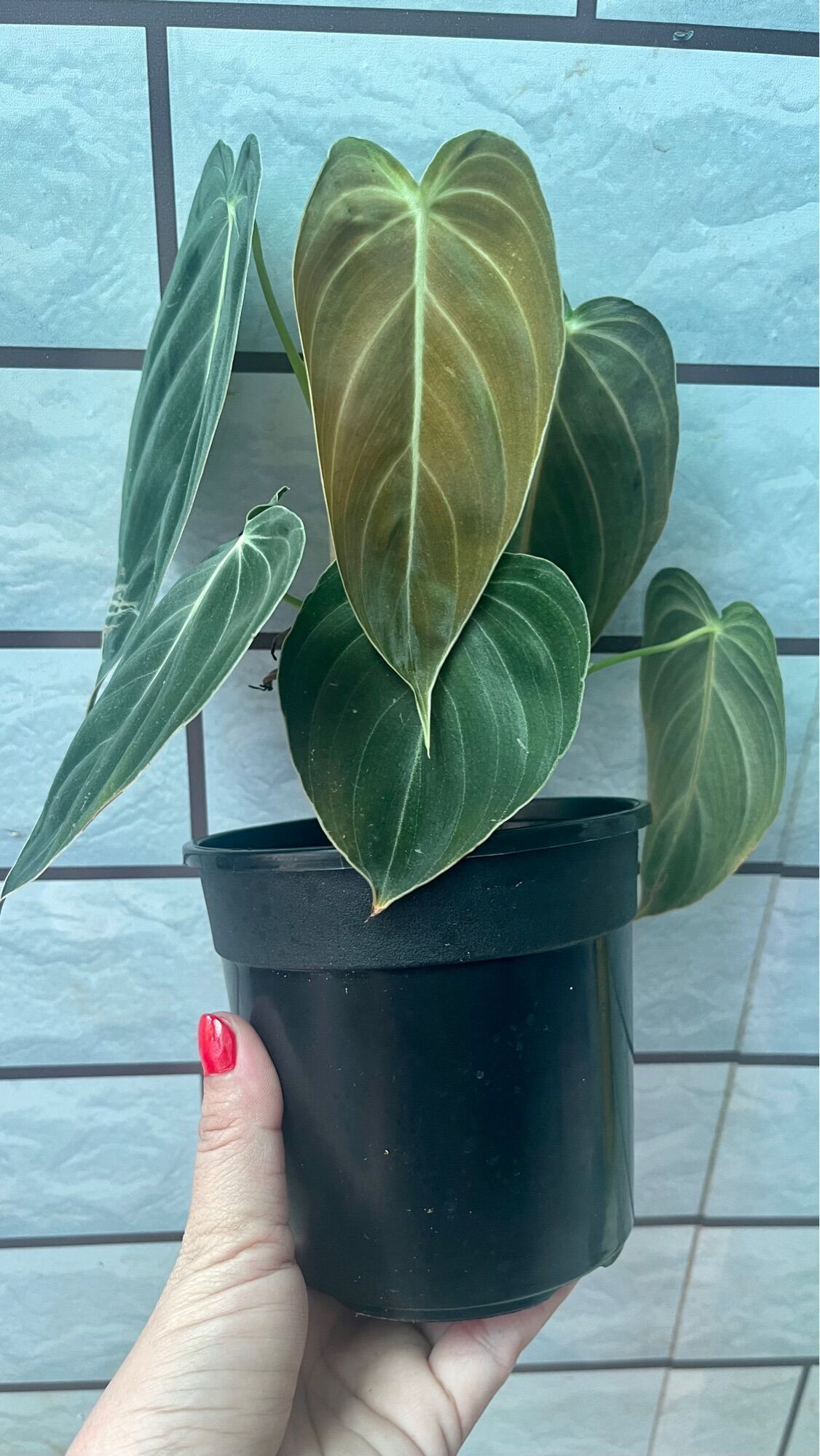 Cây trầu bà philodendron melano chậu cứng