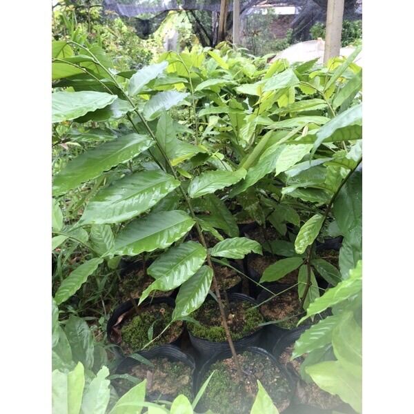 Cây hoa dẻ đổi màu xanh- vàng thơm ngát