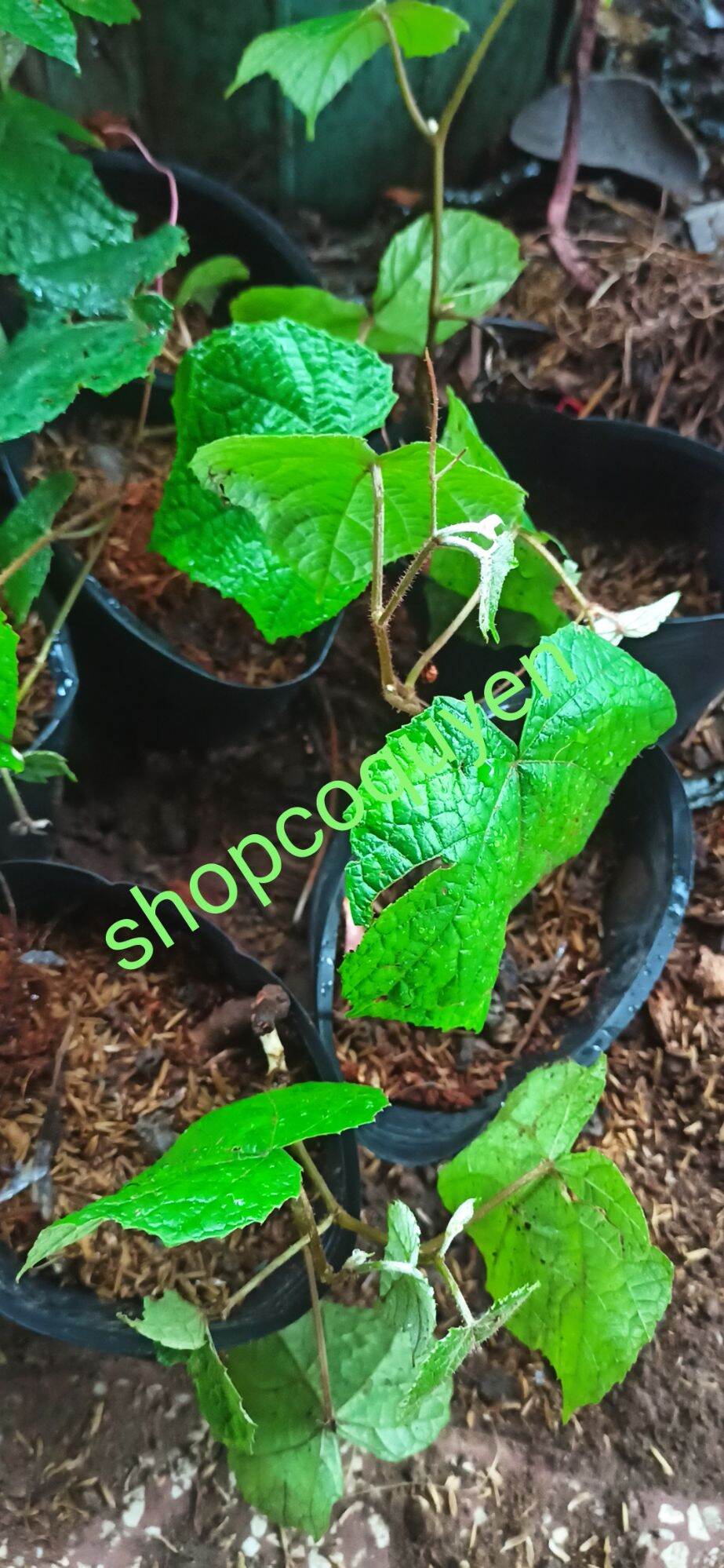 Cây nho rừng giống