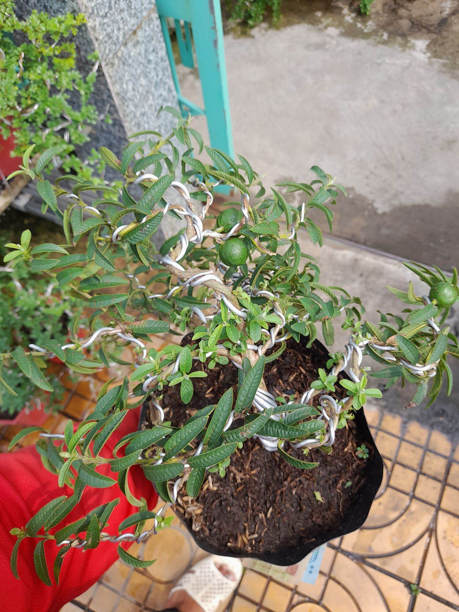 ổi xá lị  uốn dáng bonsai mini