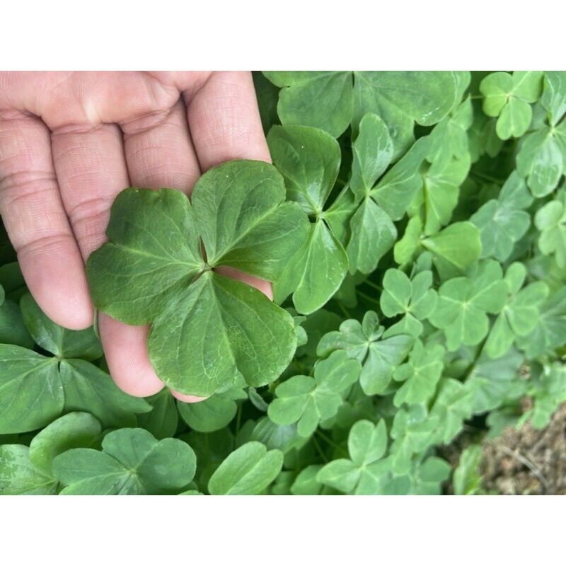 Cây cỏ 3 lá may mắn