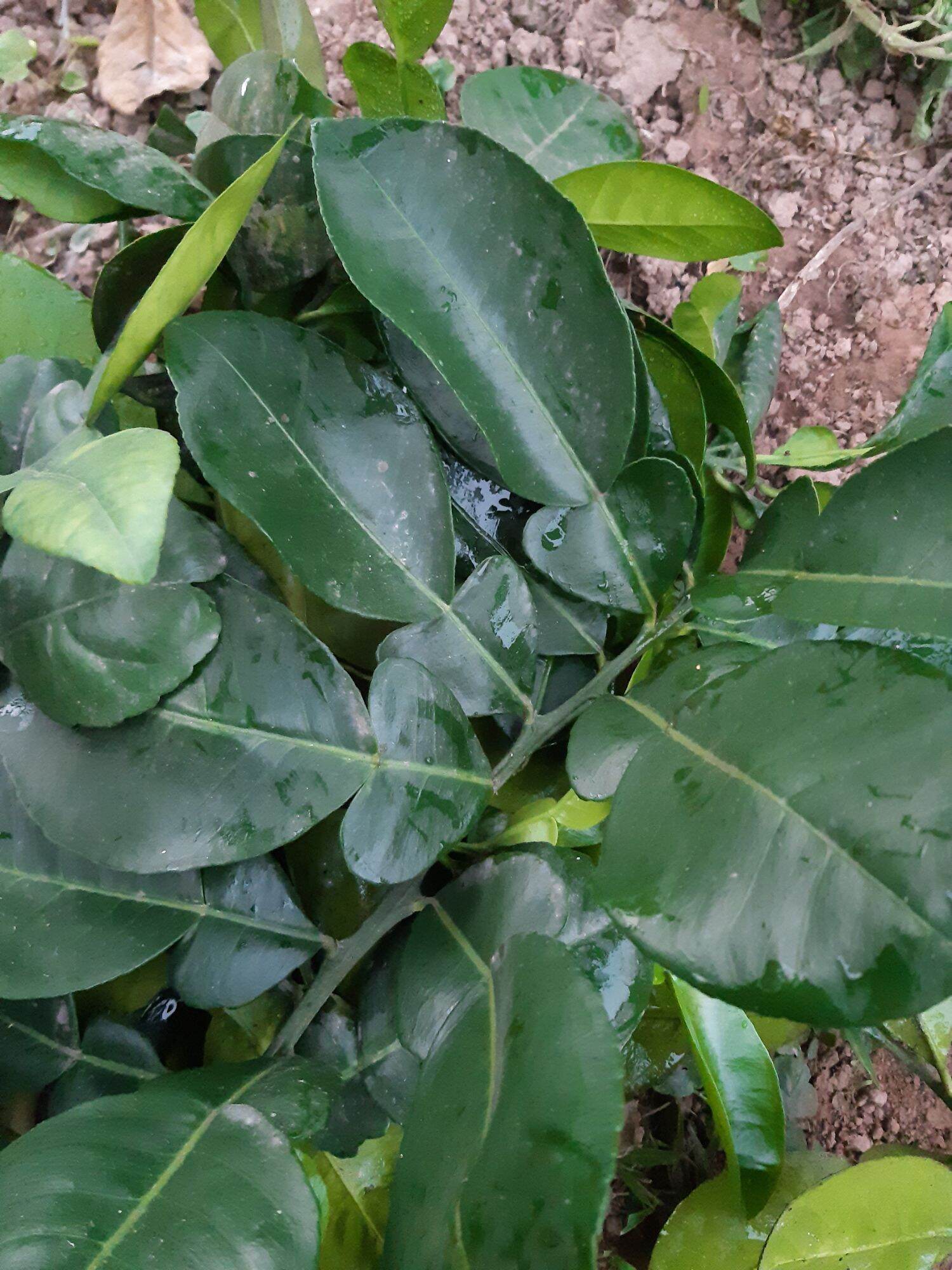 1kg lá bưởi tươi hàng đặt mới hái