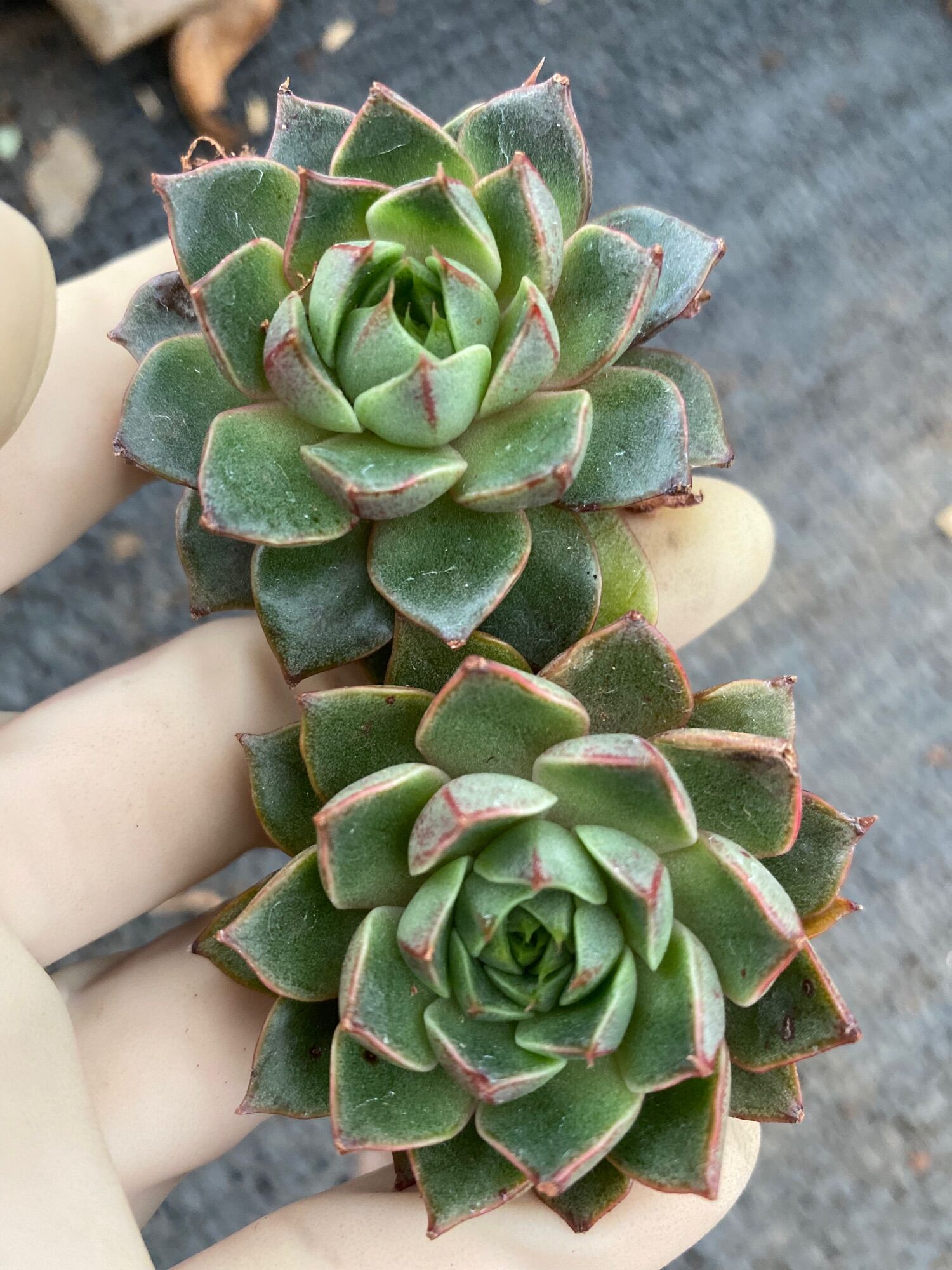 cây sen đá hoa hồng đỏ mới