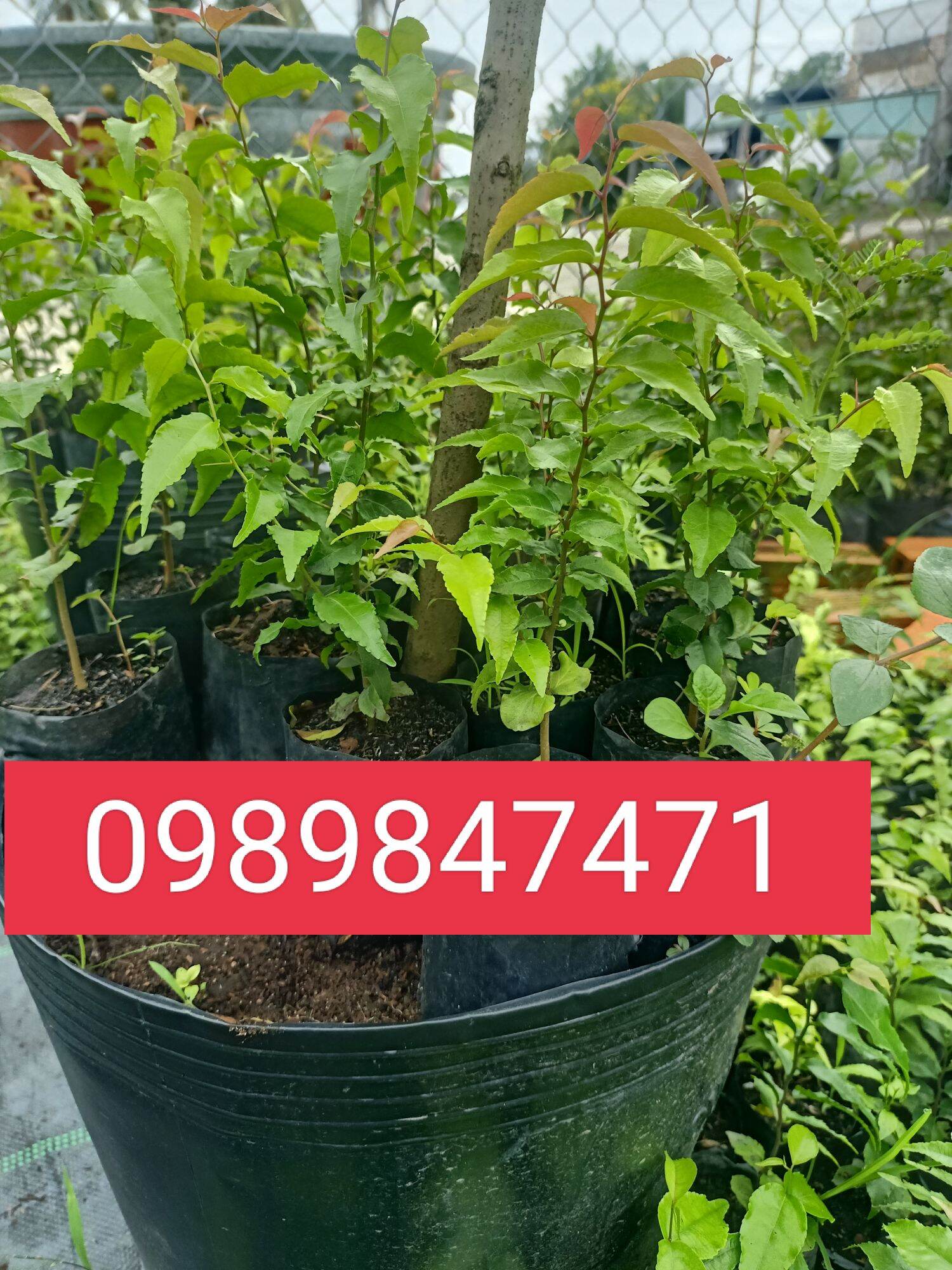 cây hồng quân giống combo 5 cây