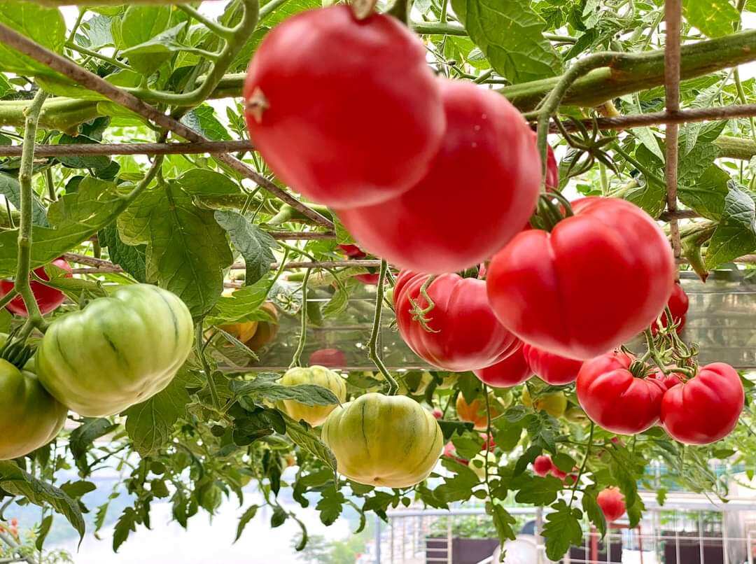 20 HẠT GIỐNG CÀ CHUA TRÁI TIM NHẬP KHẨU NGA