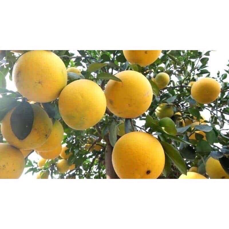 BƯỞI DIỄN NGỌT LỊM