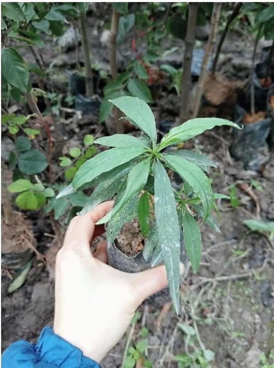 Đào phai 5 cánh, đào cánh kép