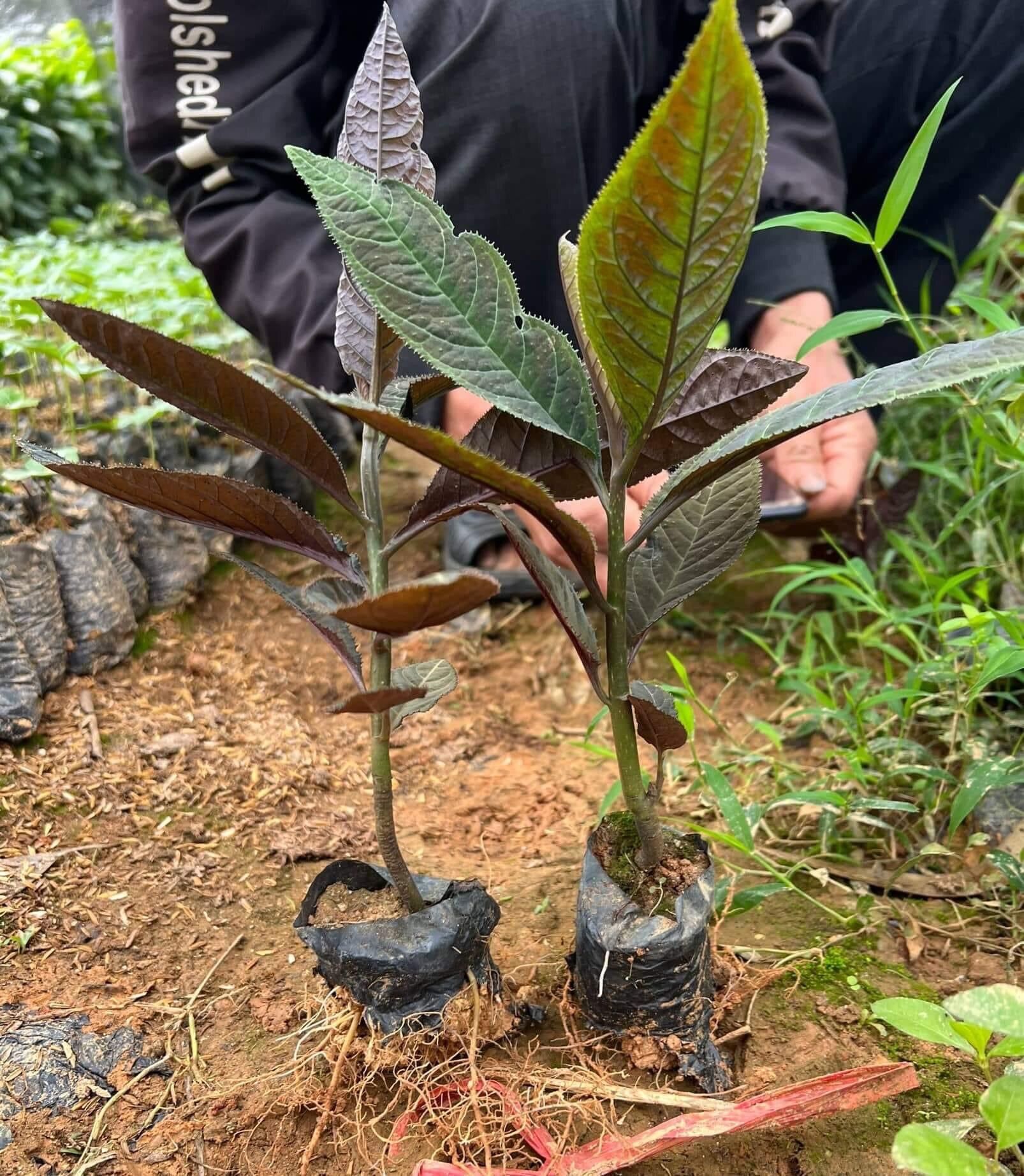 Cây pháo hoa/ hoa thiên phúc