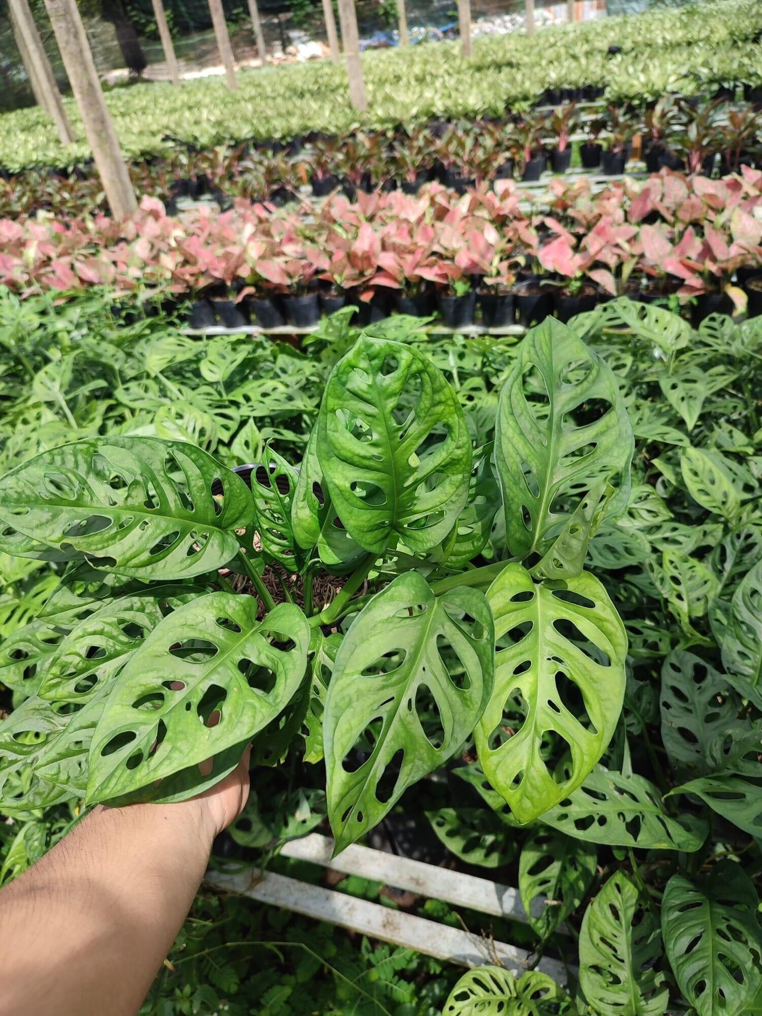 Trầu bà lá lỗ lớn