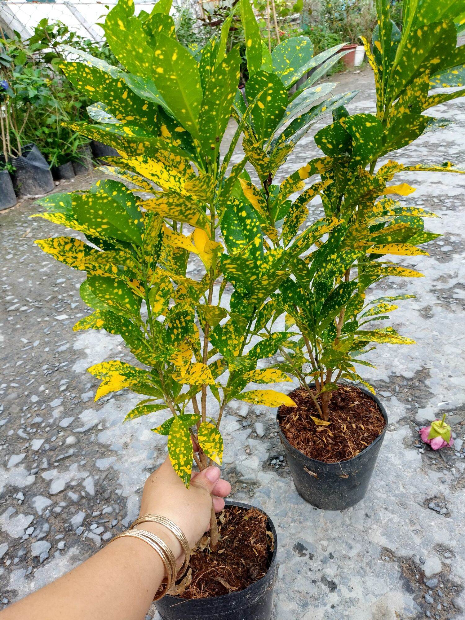 Cây Vàng Bạc, Lá màu