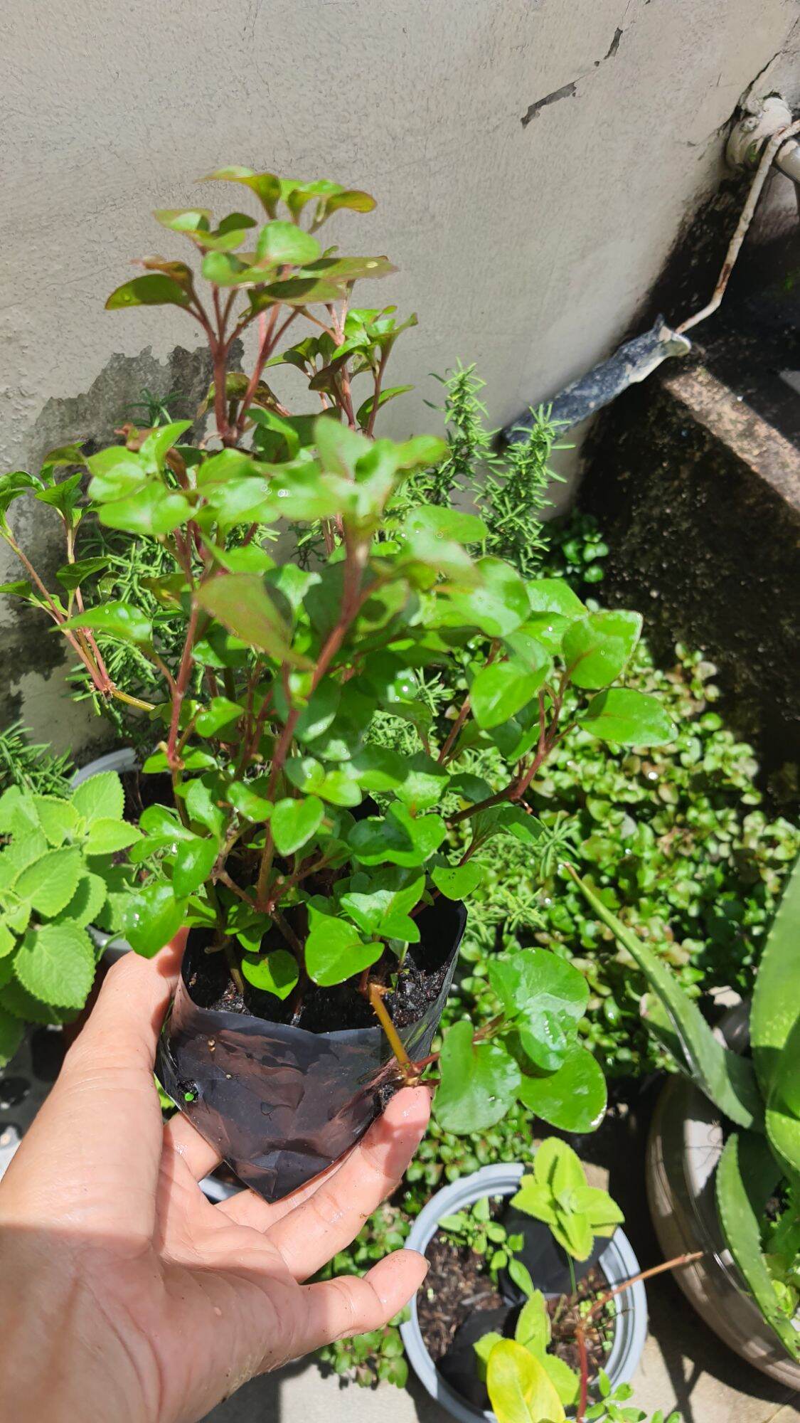Cây giống xà lách xoang nhật dễ trồng giàu dinh dưỡng