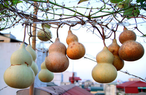 Quả bầu hồ lô to 20-24cm