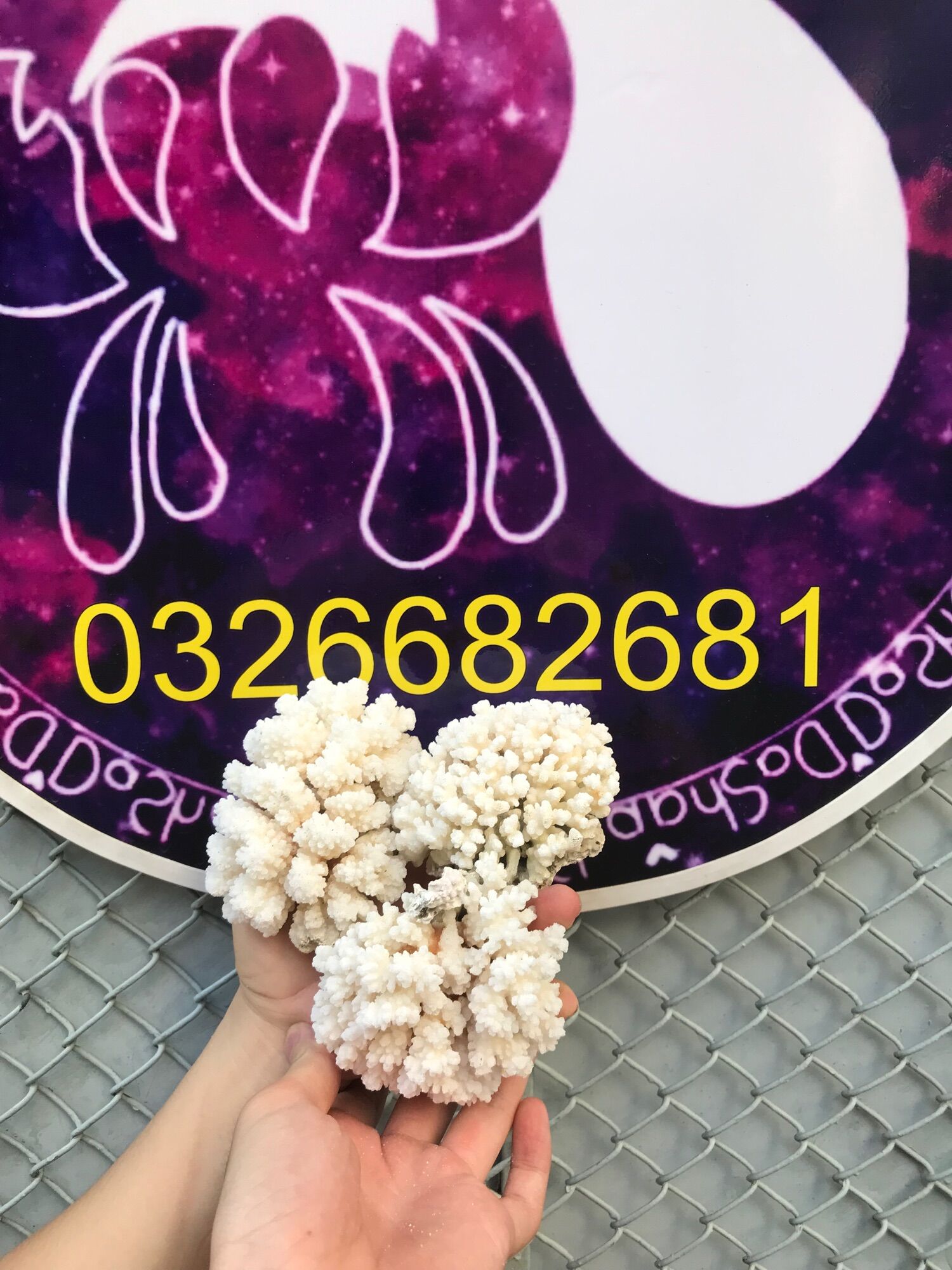 San Hô trang trí hồ ốc, cá cảnh