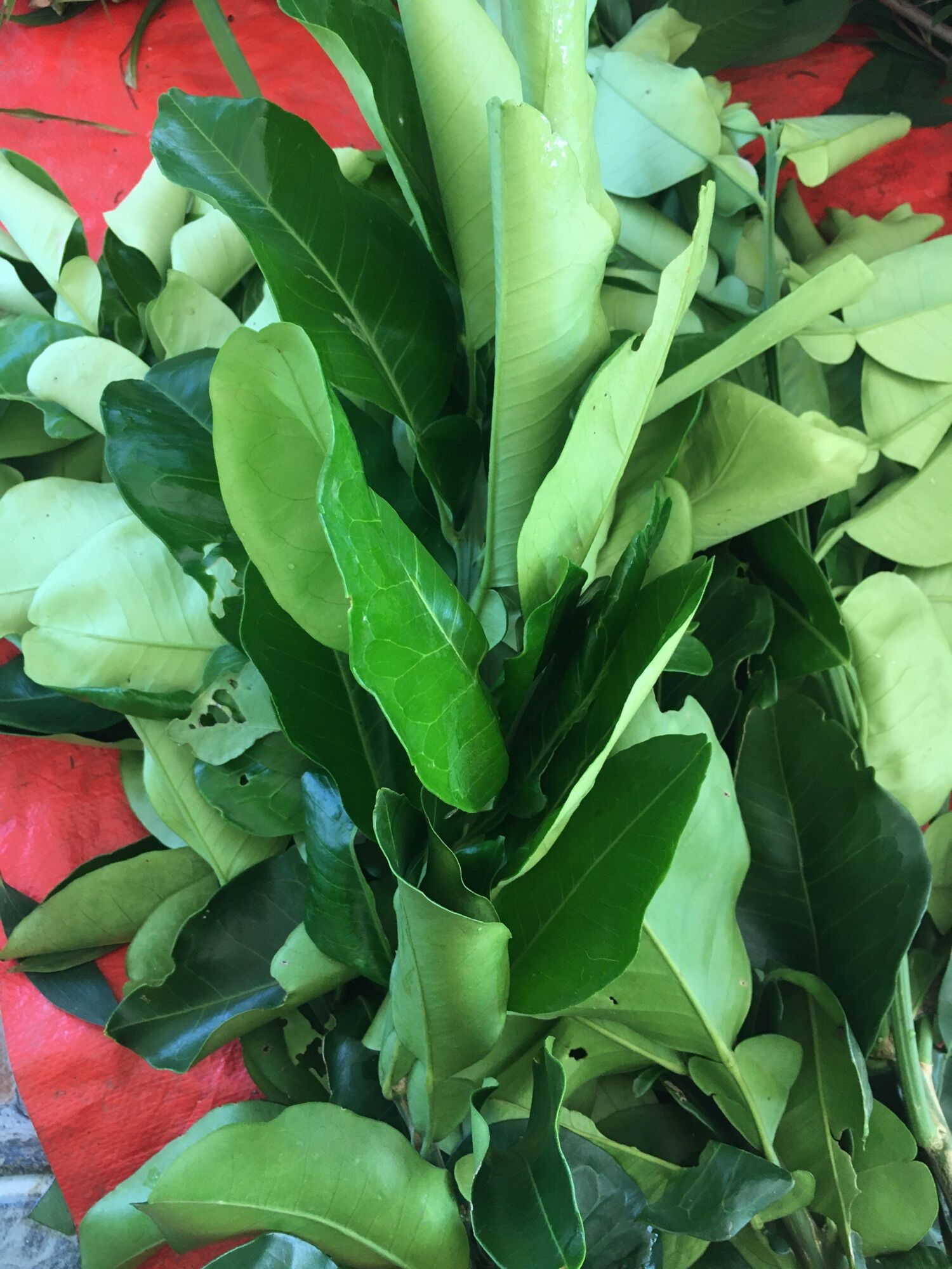 1kg lá bưởi tươi