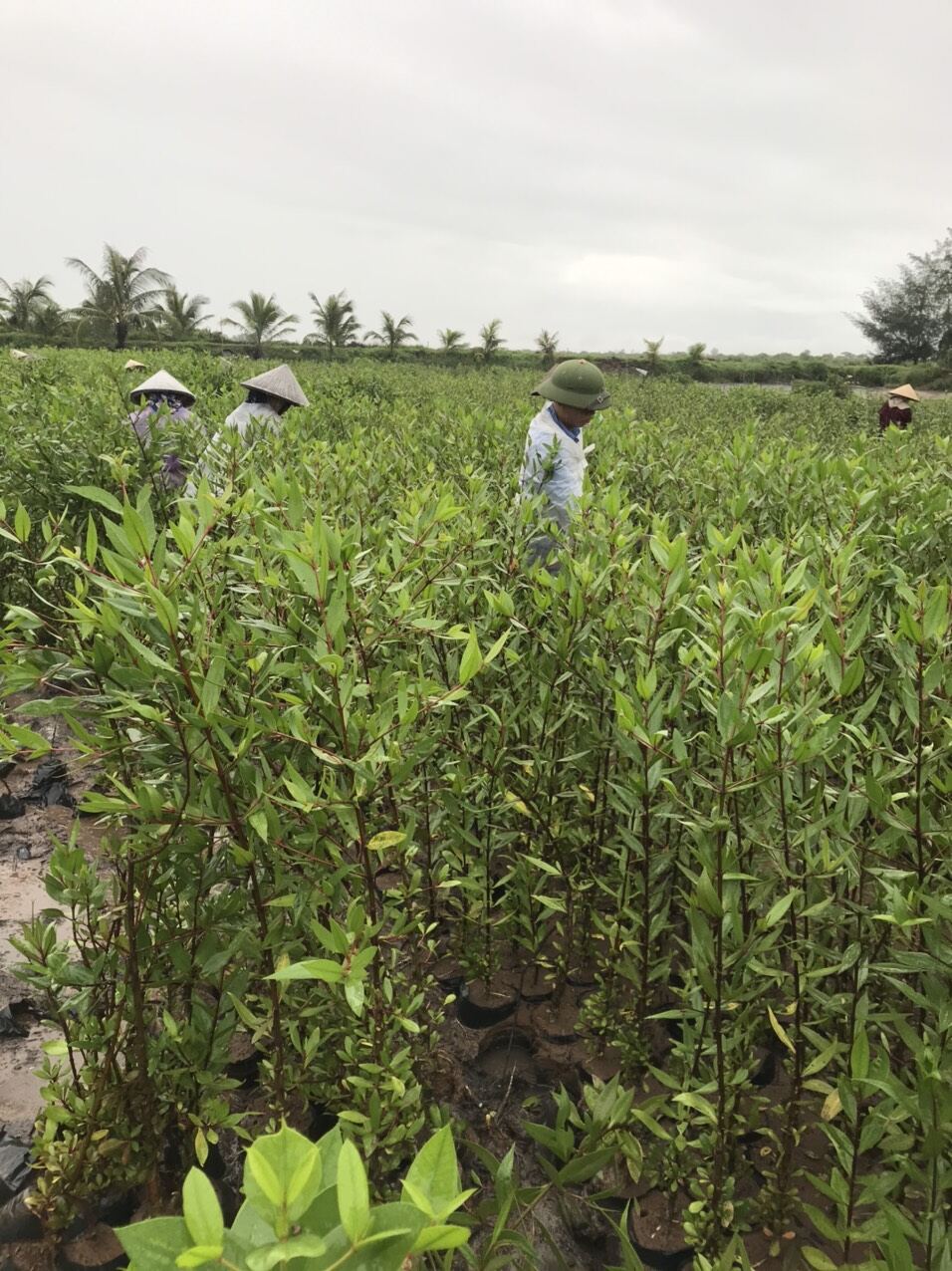 Cây bần chua giống chuẩn .lh 097 118 36 88