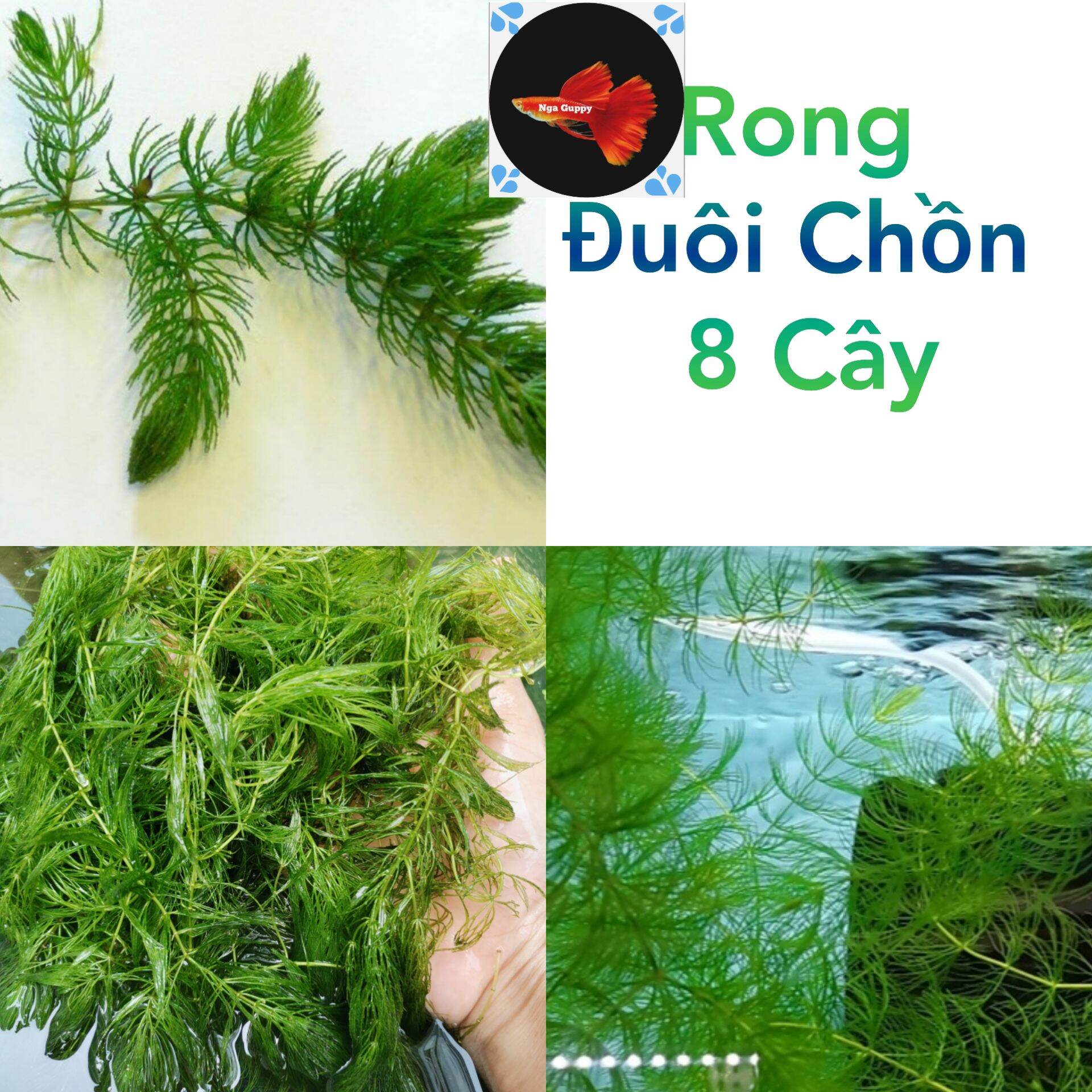 [HCM]8 Cây Rong Đuôi Chồn - Cây Thủy Sinh - Nga Guppy