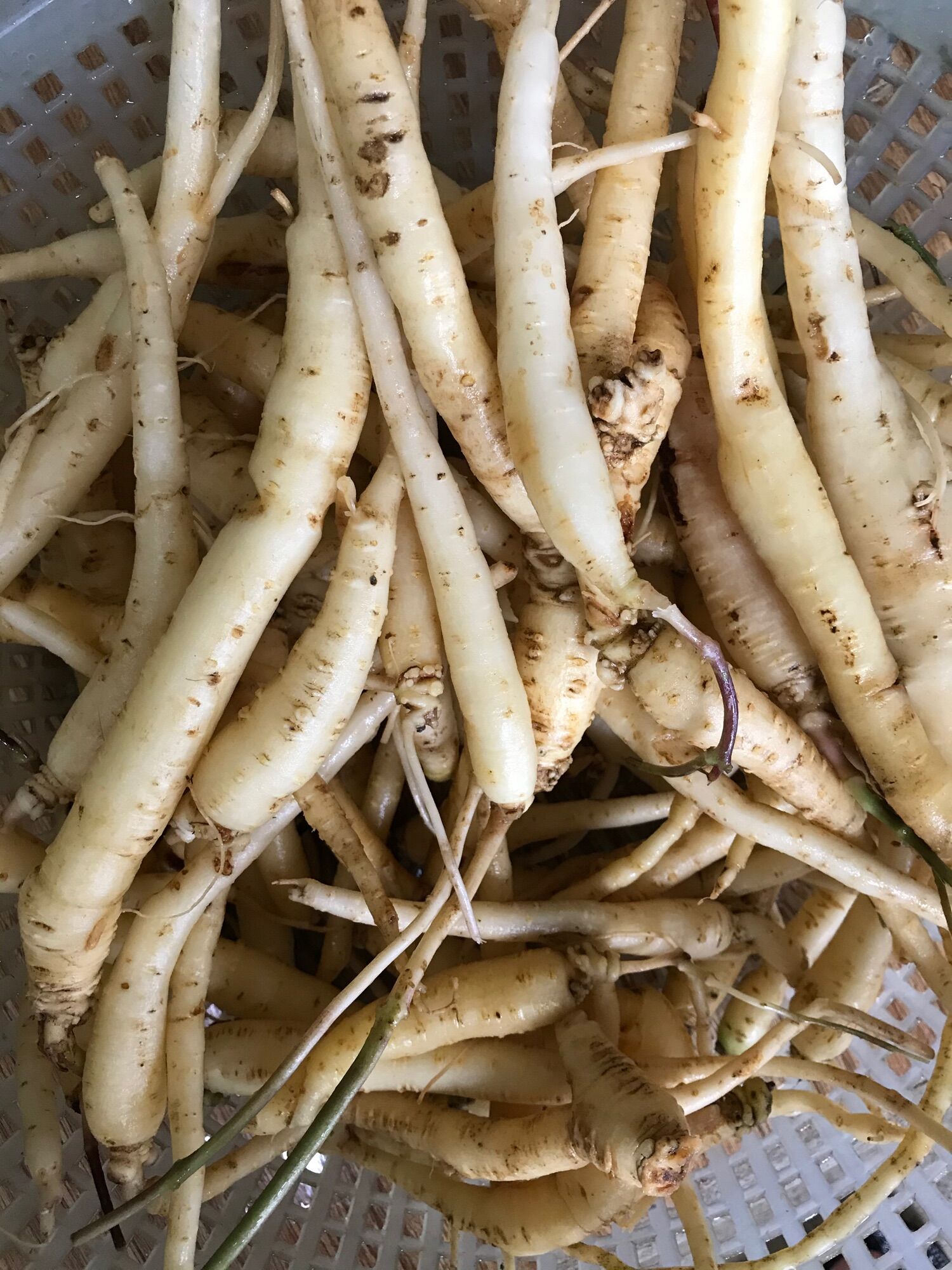 1kg đẳng sâm rừng Tây Bắc tươi
