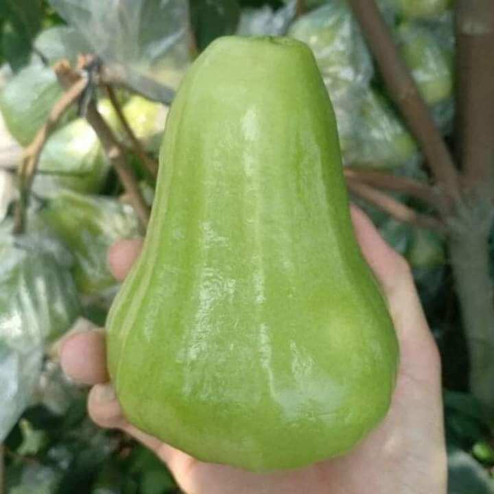 Cây giống roi xanh đường
