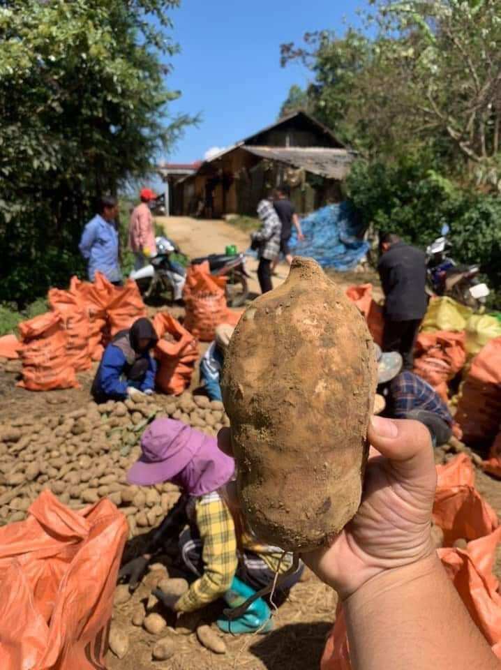 1kg khoai sâm đất ăn như trái cây