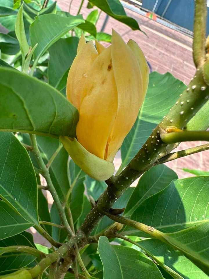 Cây Sứ Ngọc Lan vàng hoa thơm