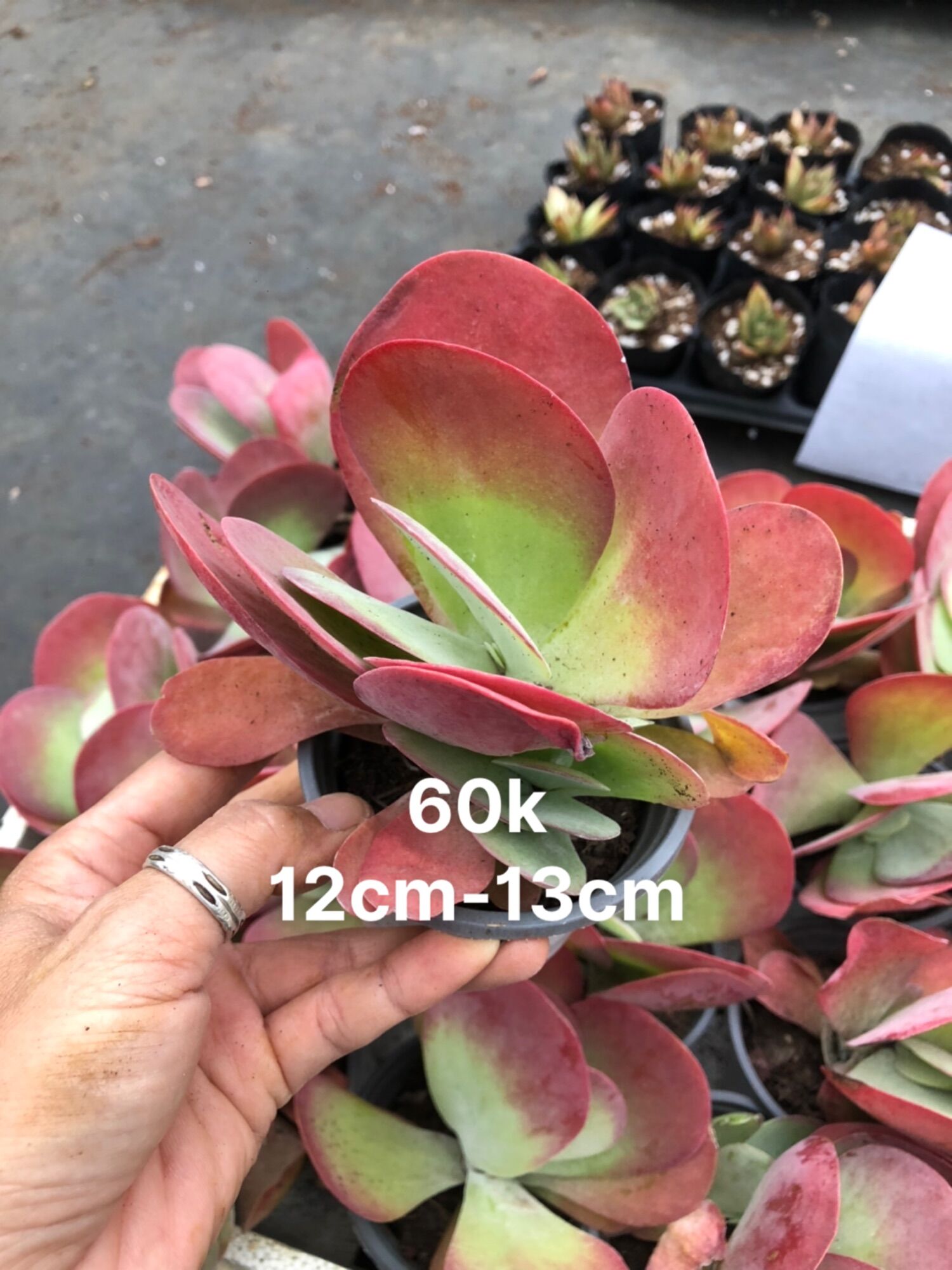 Sen đá Cánh Bướm 12-13cm