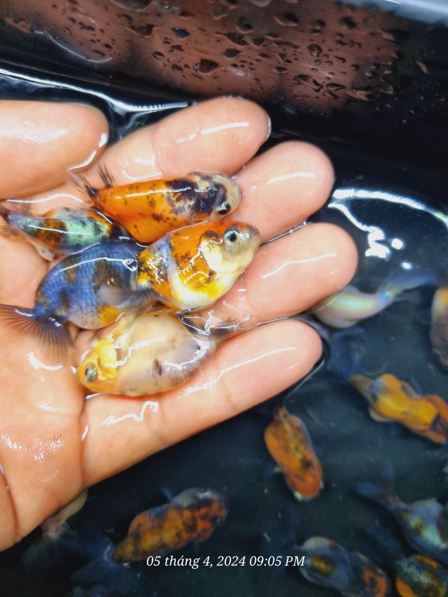 Combo Ranchu calico size 1 ngón