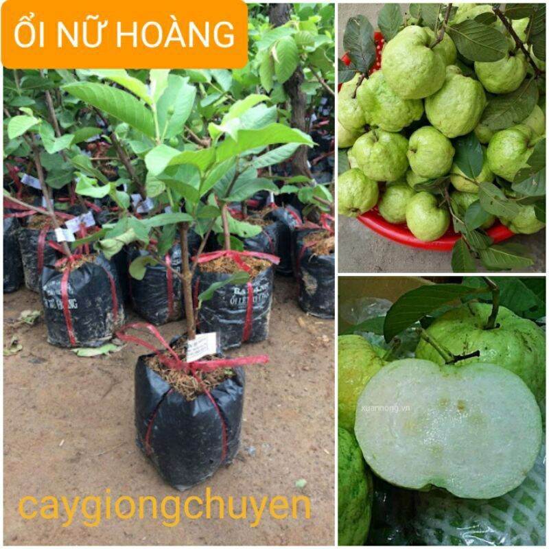 Cây giống ổi nữ hoàng