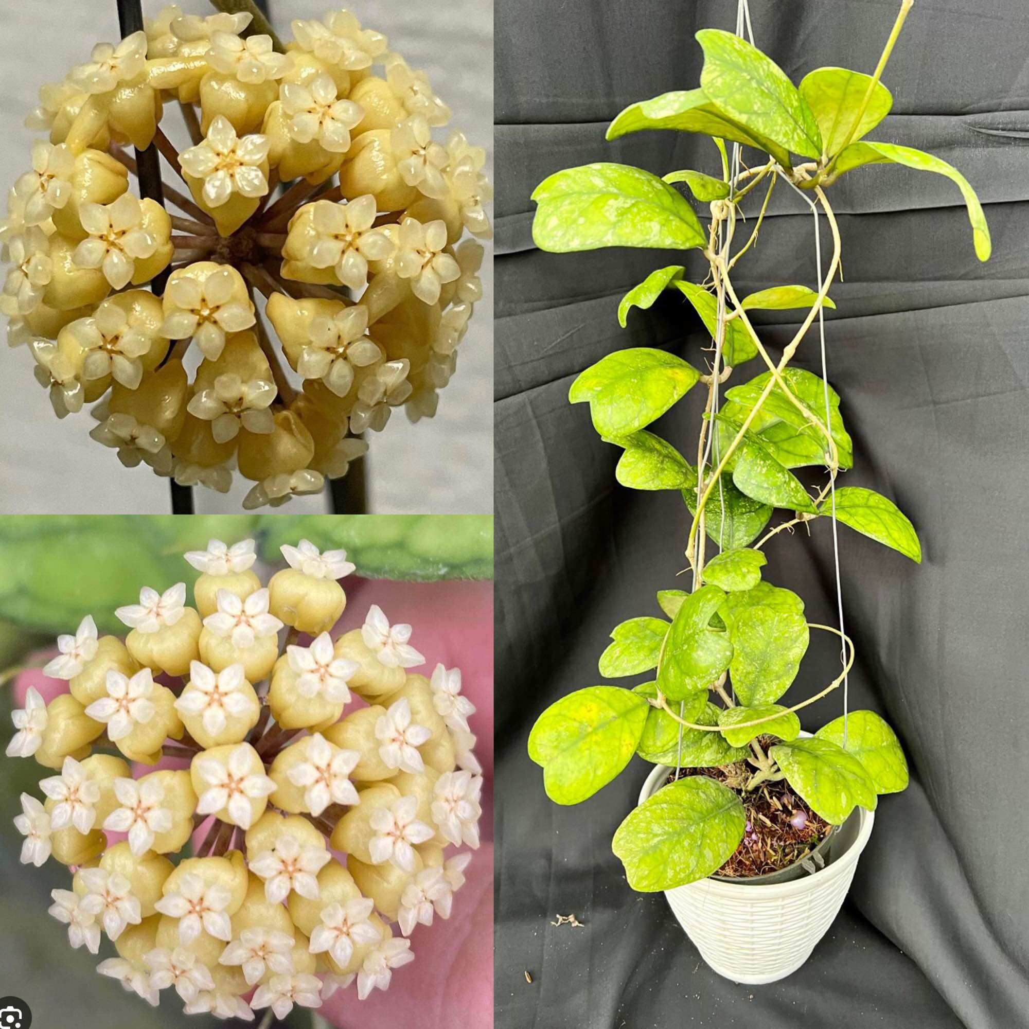 Chậu Cẩm cù hoya Deykeae thân leo nhiều size, hoa thơm, lá đẹp