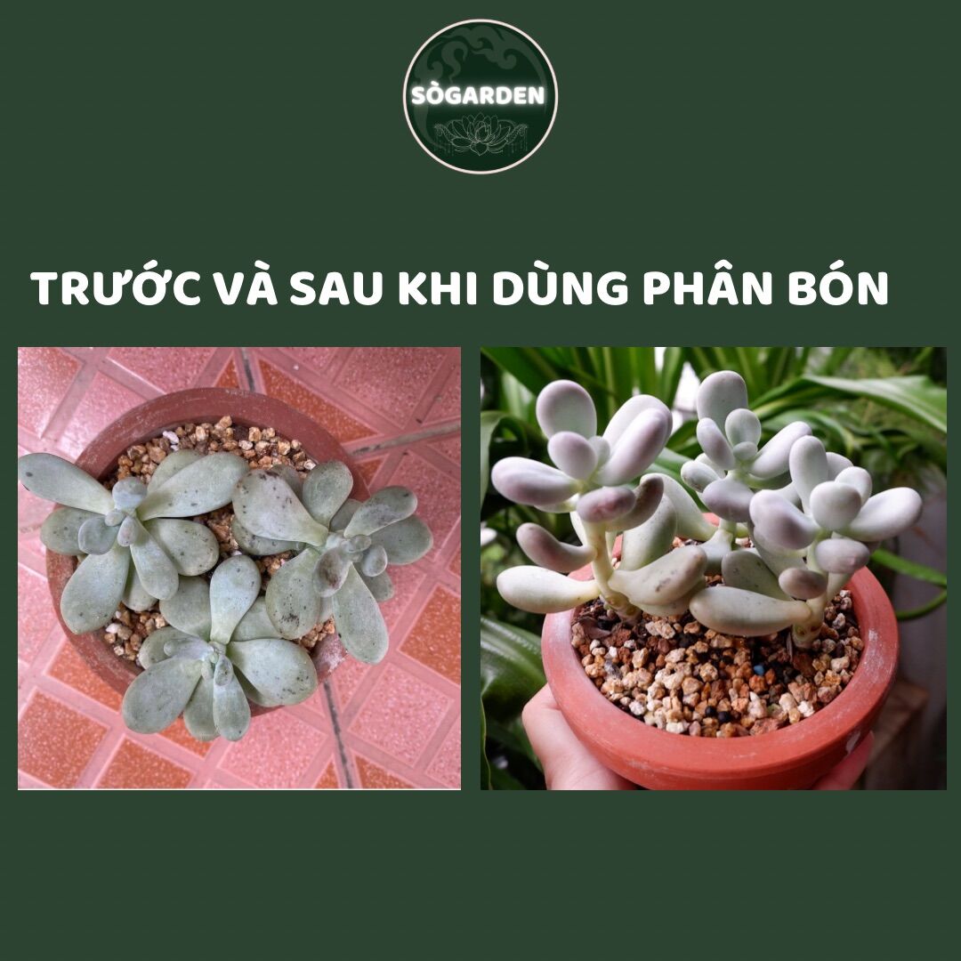 Phân Tan Chậm Dành Cho Sen Đá, Xương Rồng 150g