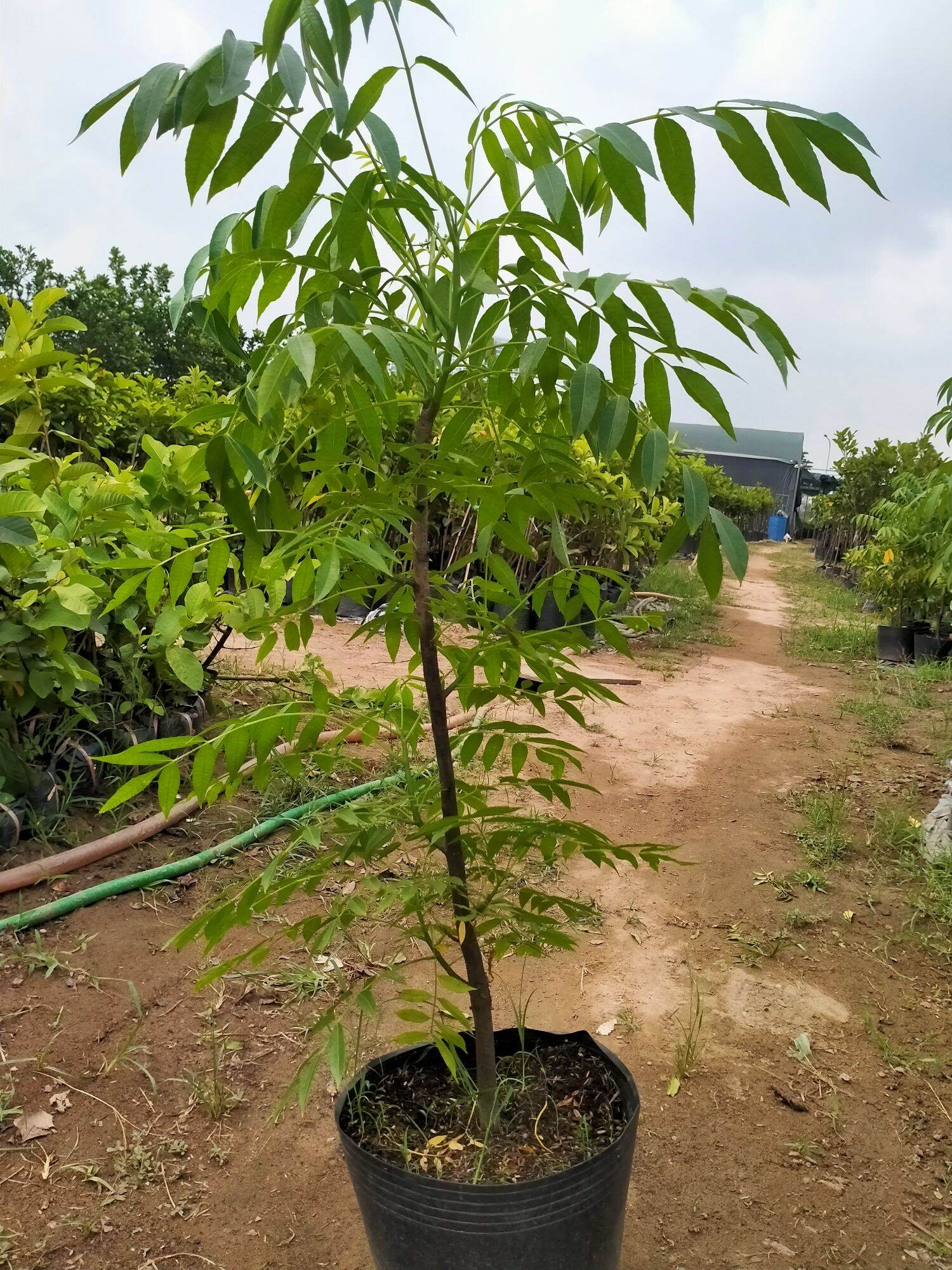 CÂY GIỐNG CÓC THÁI LÙN ĐANG CHO HOA
