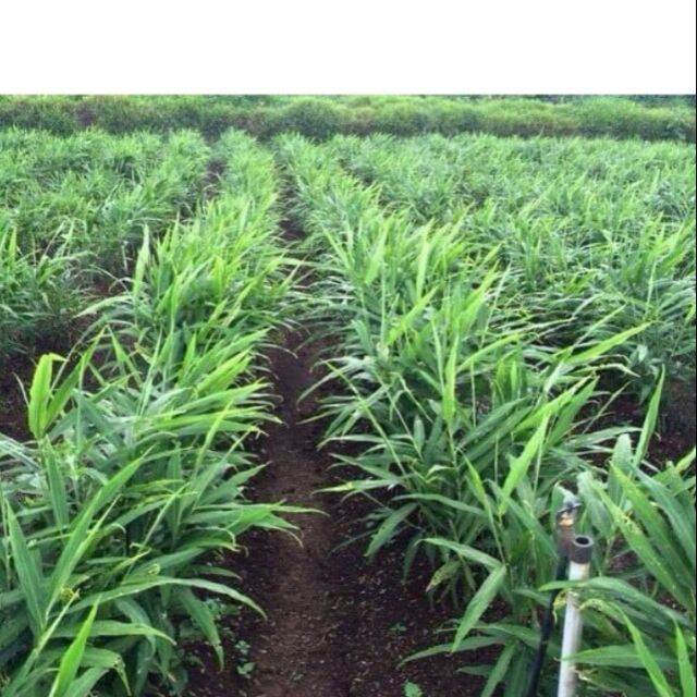 CÂY GỪNG GIỐNG TRỒNG TRONG BẦU ĐẤT.