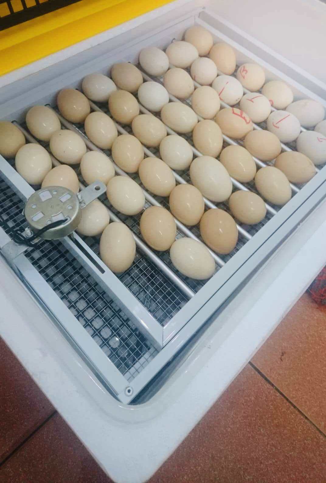 Khay Đảo Trứng Tự Động Ánh Dương 56 Trứng