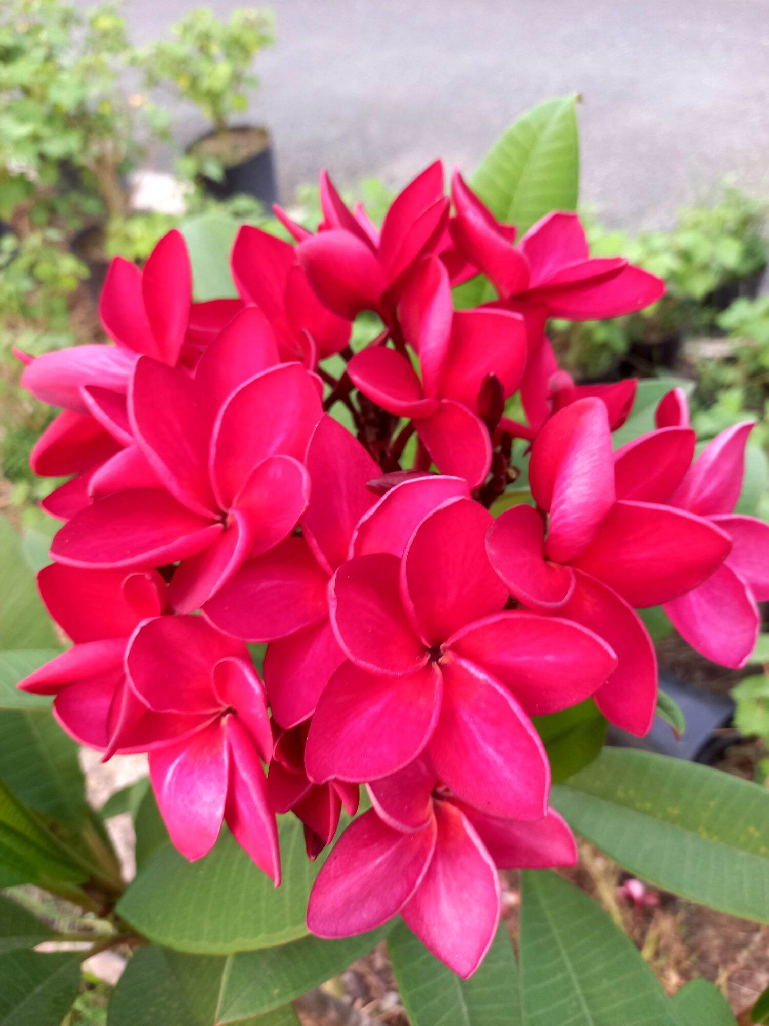 Cây sứ đại đỏ hoa thơm
