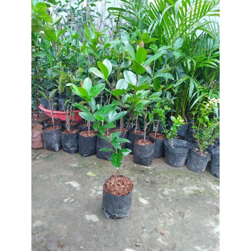 Cây Cherry Brazil cao trên 1 mét