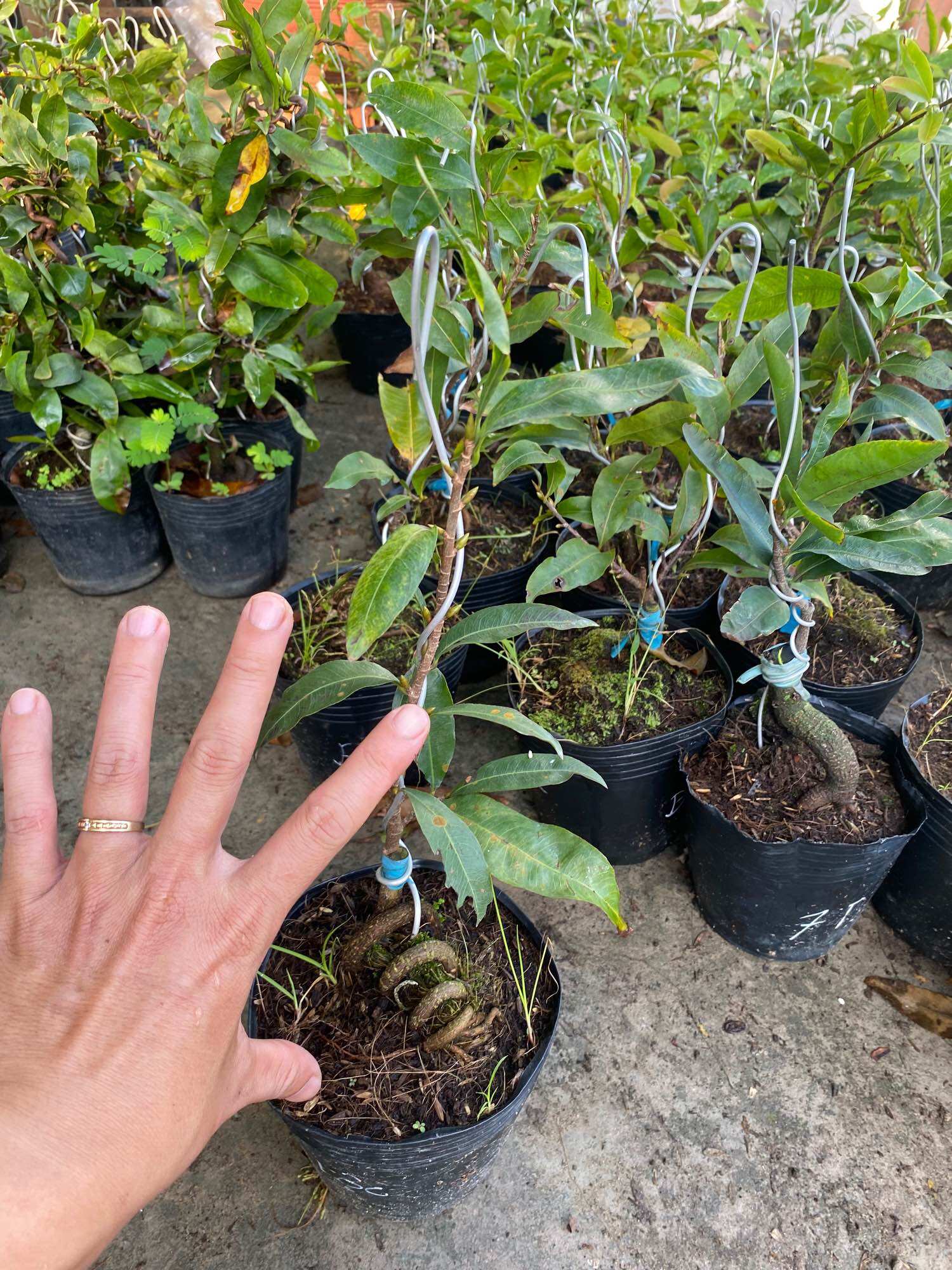 Combo 2 Mai ghép đại lộc