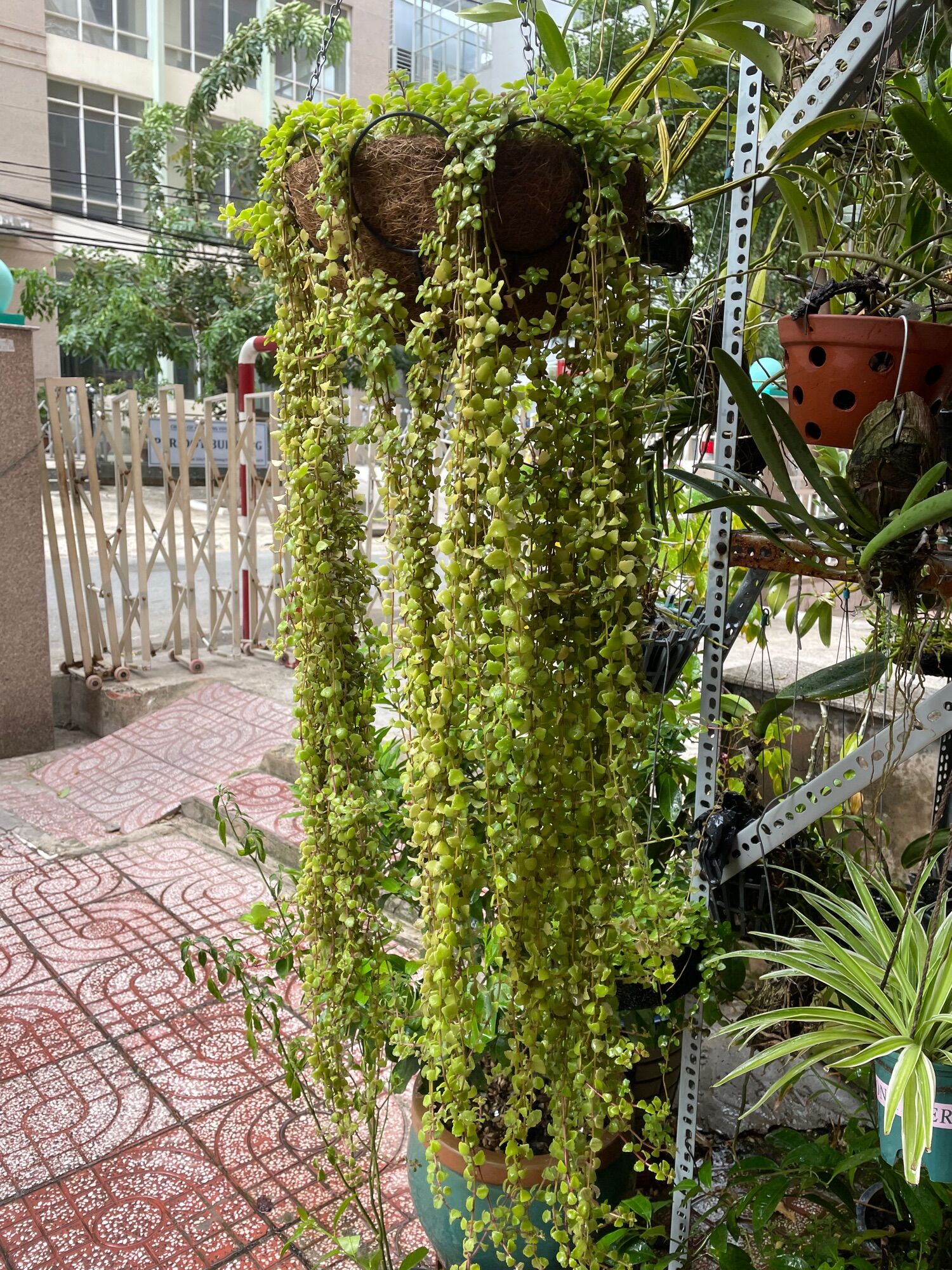 [HCM]CÂY VẢY RỒNG 10cm