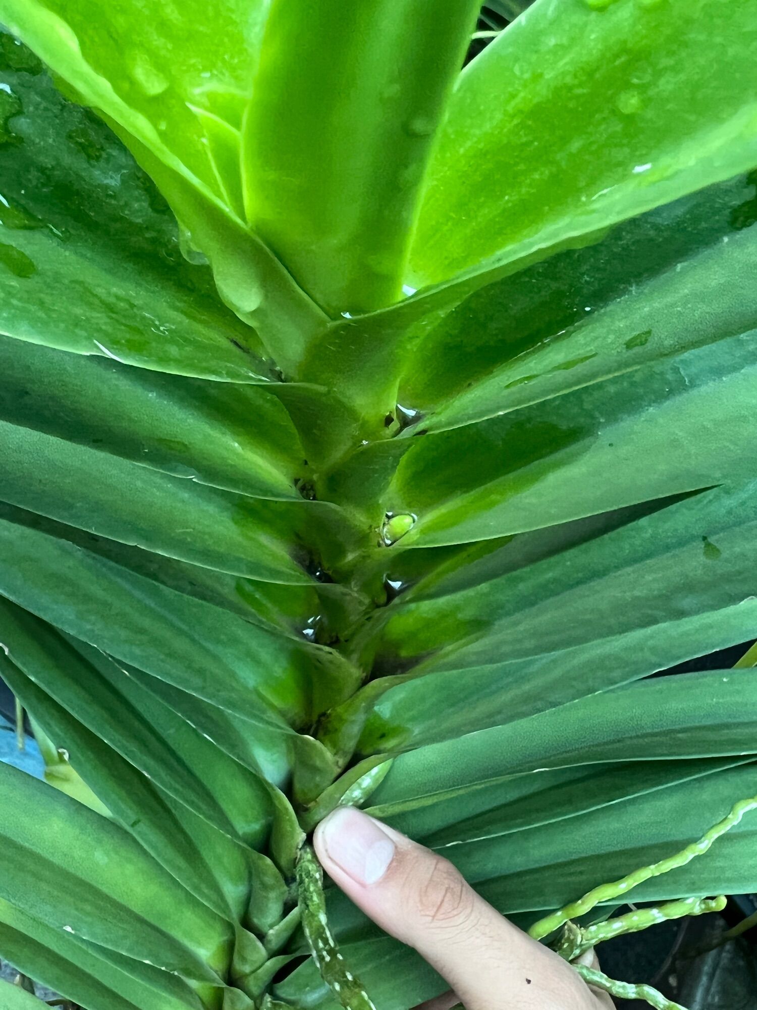 Hoa Lan Vanda lai cây trưởng thành