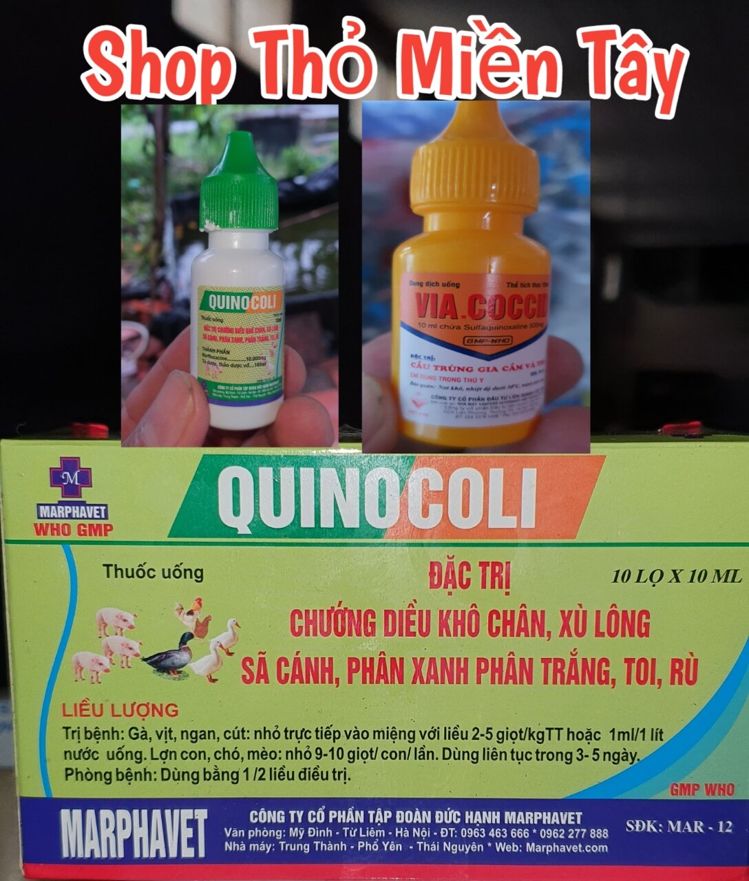 Compo ecoli + cầu trùng cho thỏ lọ 10ml