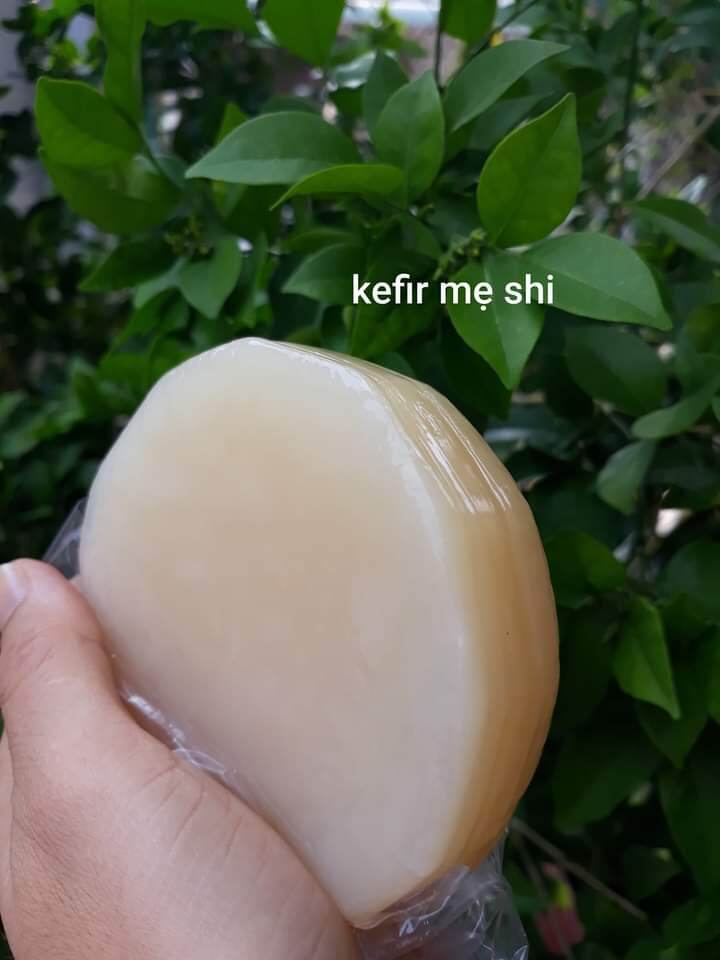 scoby nuôi trà sai vừa 50k.. nuôi bao khỏe nè ra nước cực ngon