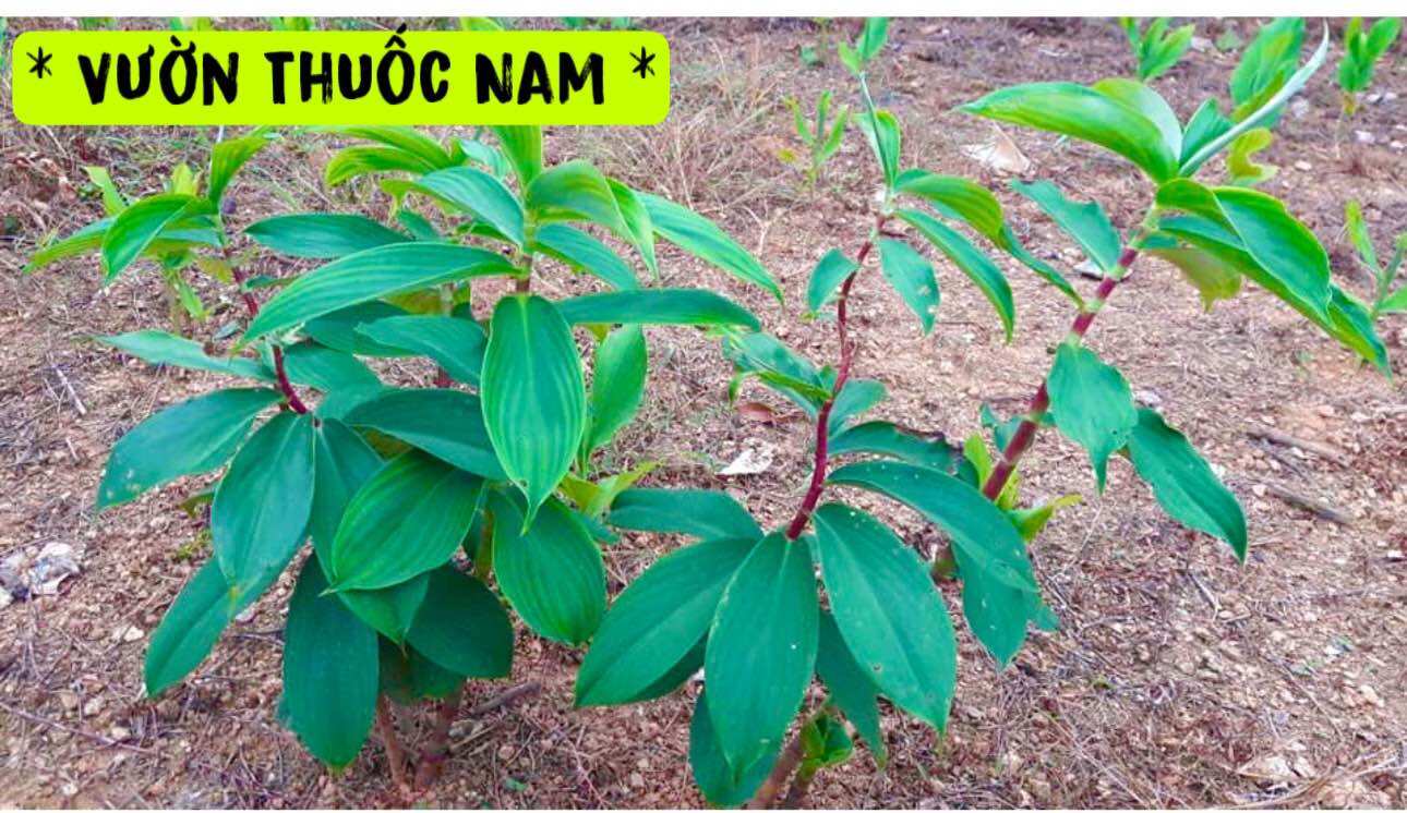 Bầu cây giống mía dò ,cây cát lòi giống