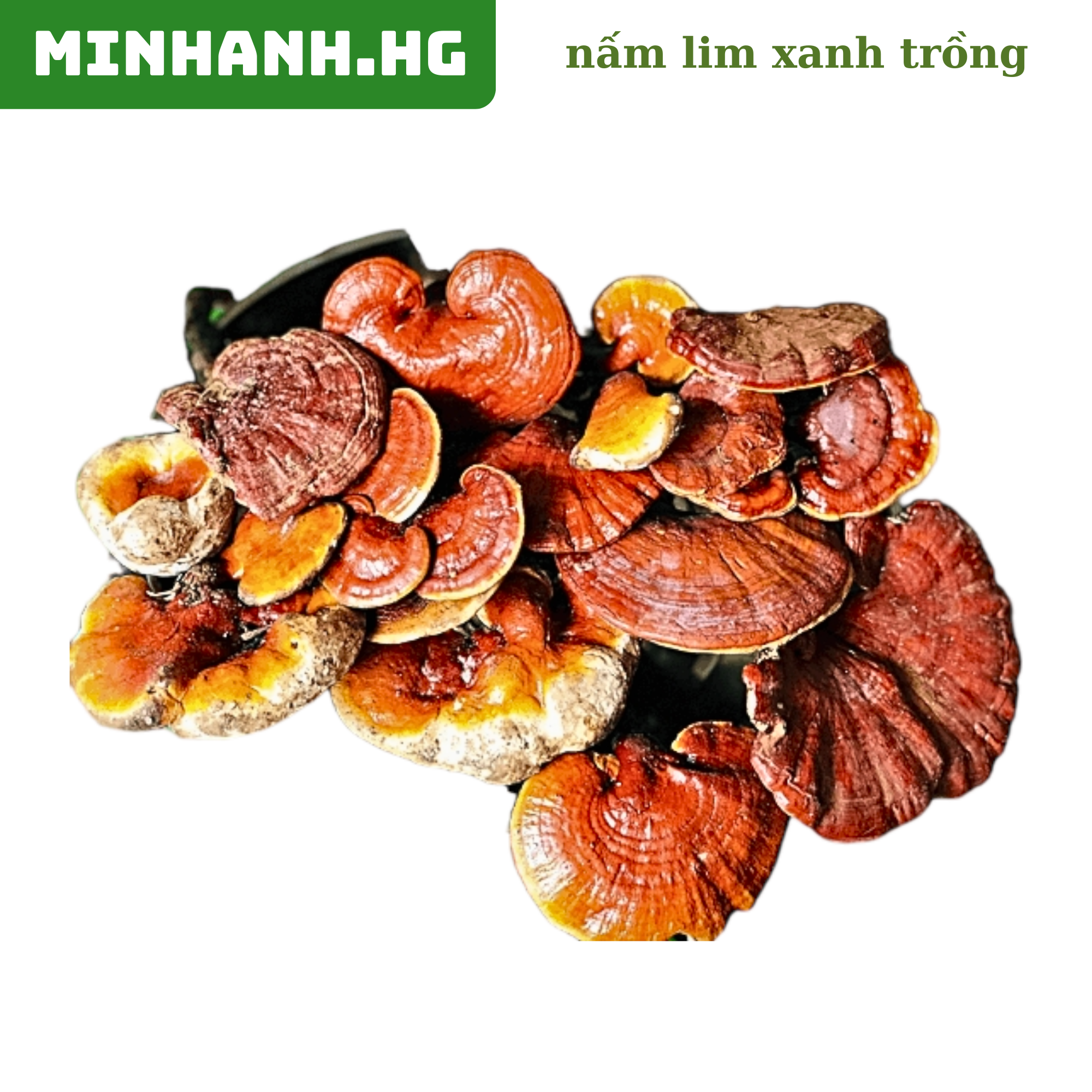 Nấm lim xanh - túi 1kg - hỗ trợ tiêu viêm, điều trị ung thư