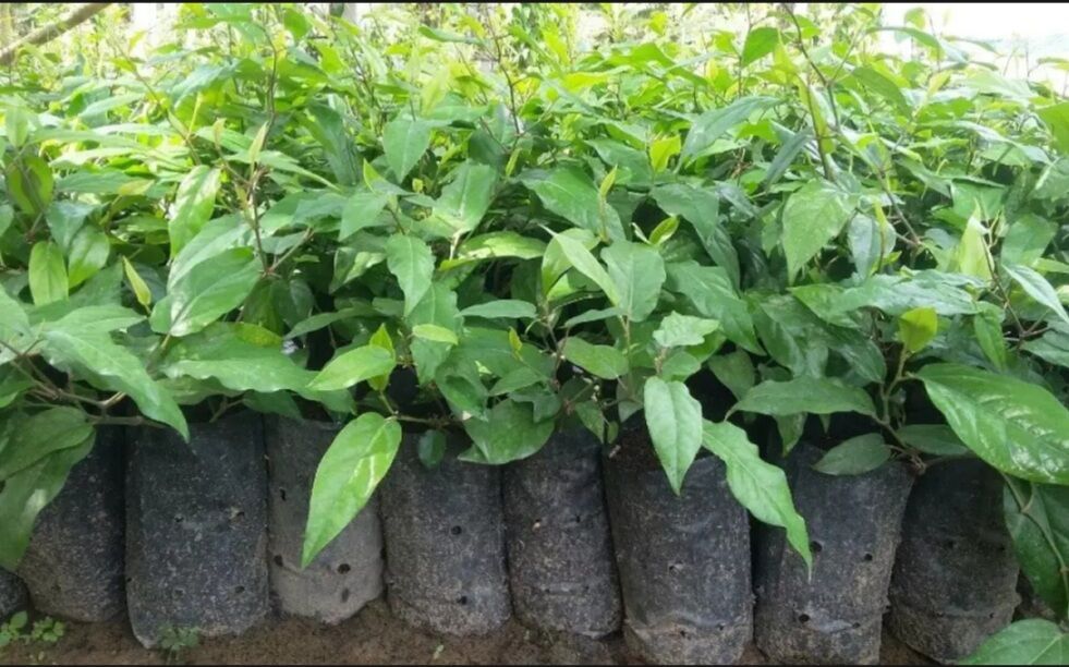 Cây tiêu lốp đang có trái