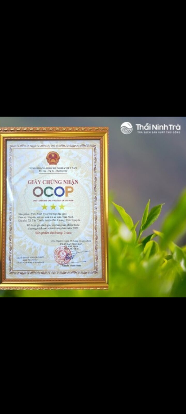 TRÀ NÕN TÔM THÁI NGUYÊN - TRÀ THÁI NINH
