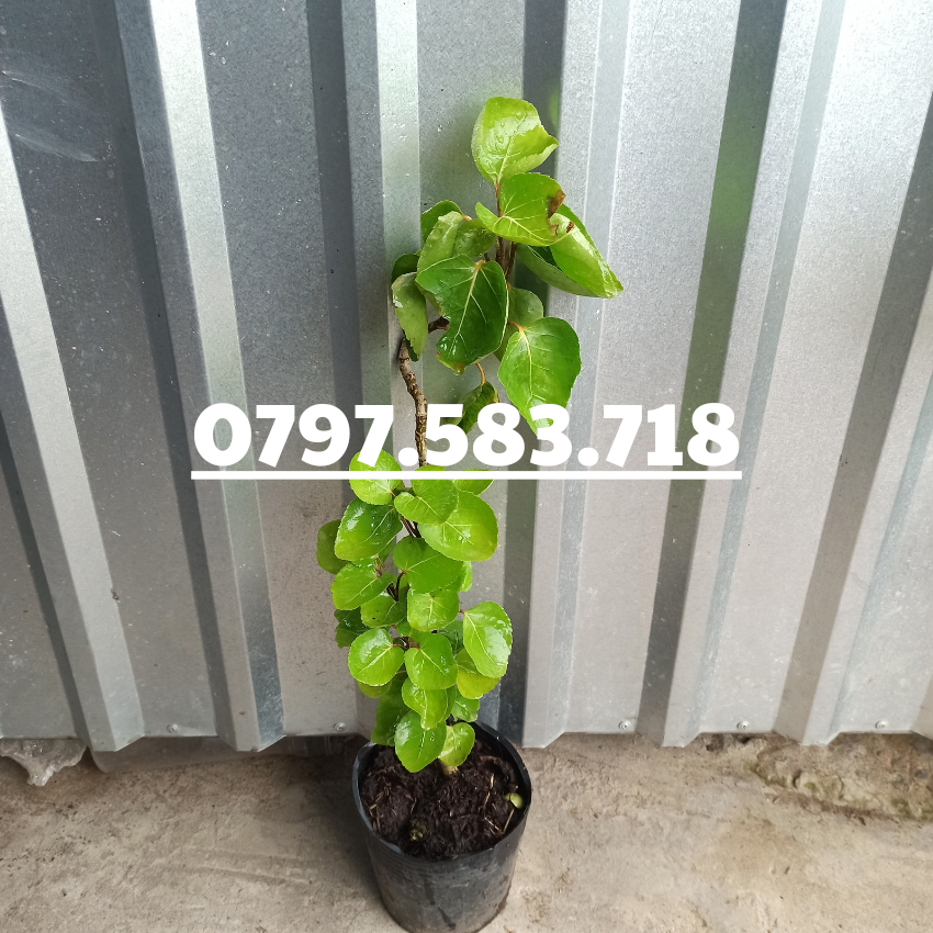 Cây Giống Đinh Lăng Chén